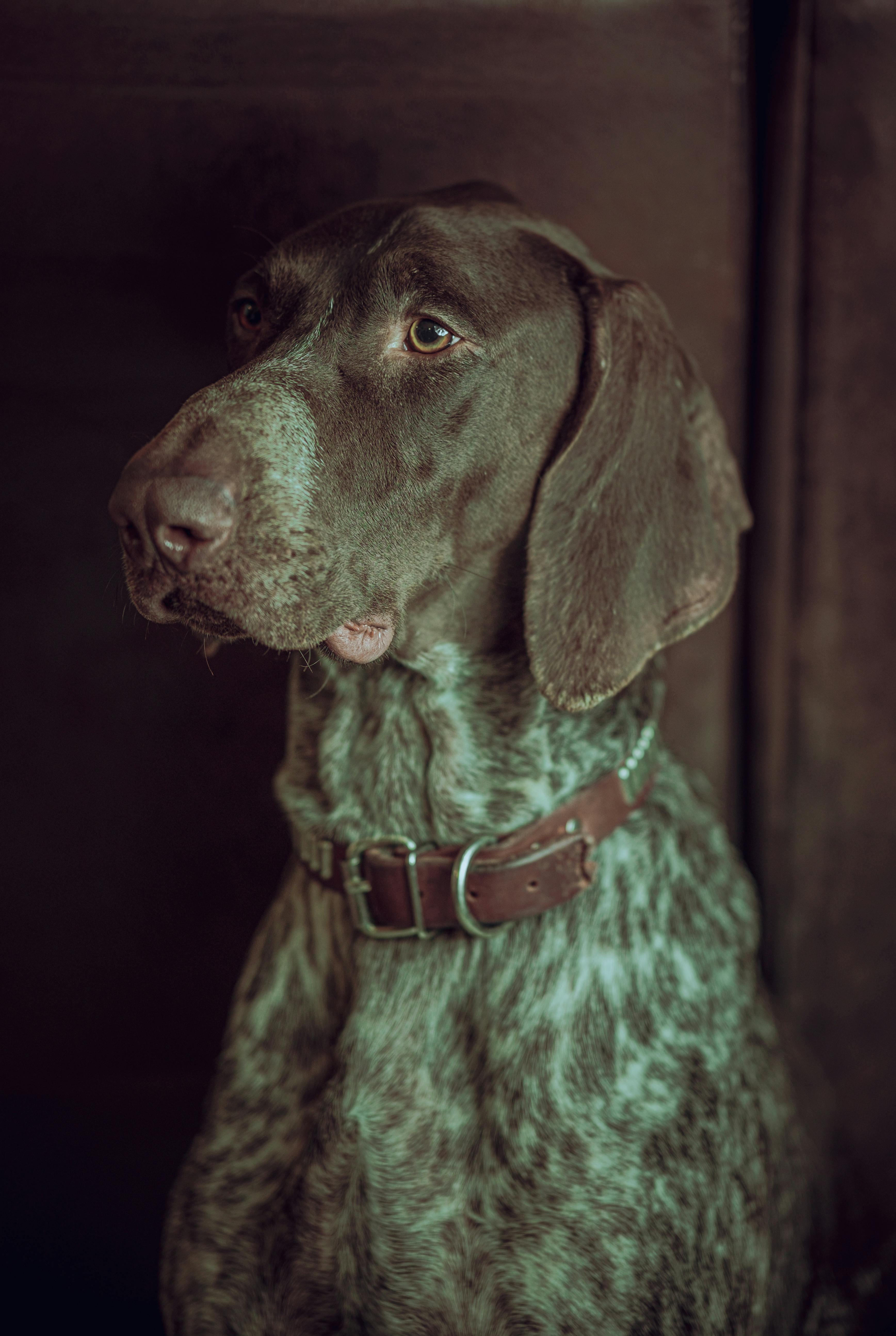 A german shorthair pointer dog in a brown and white collar