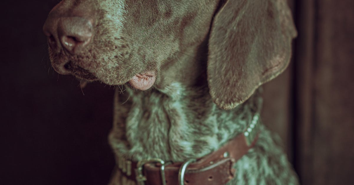 A german shorthair pointer dog in a brown and white collar