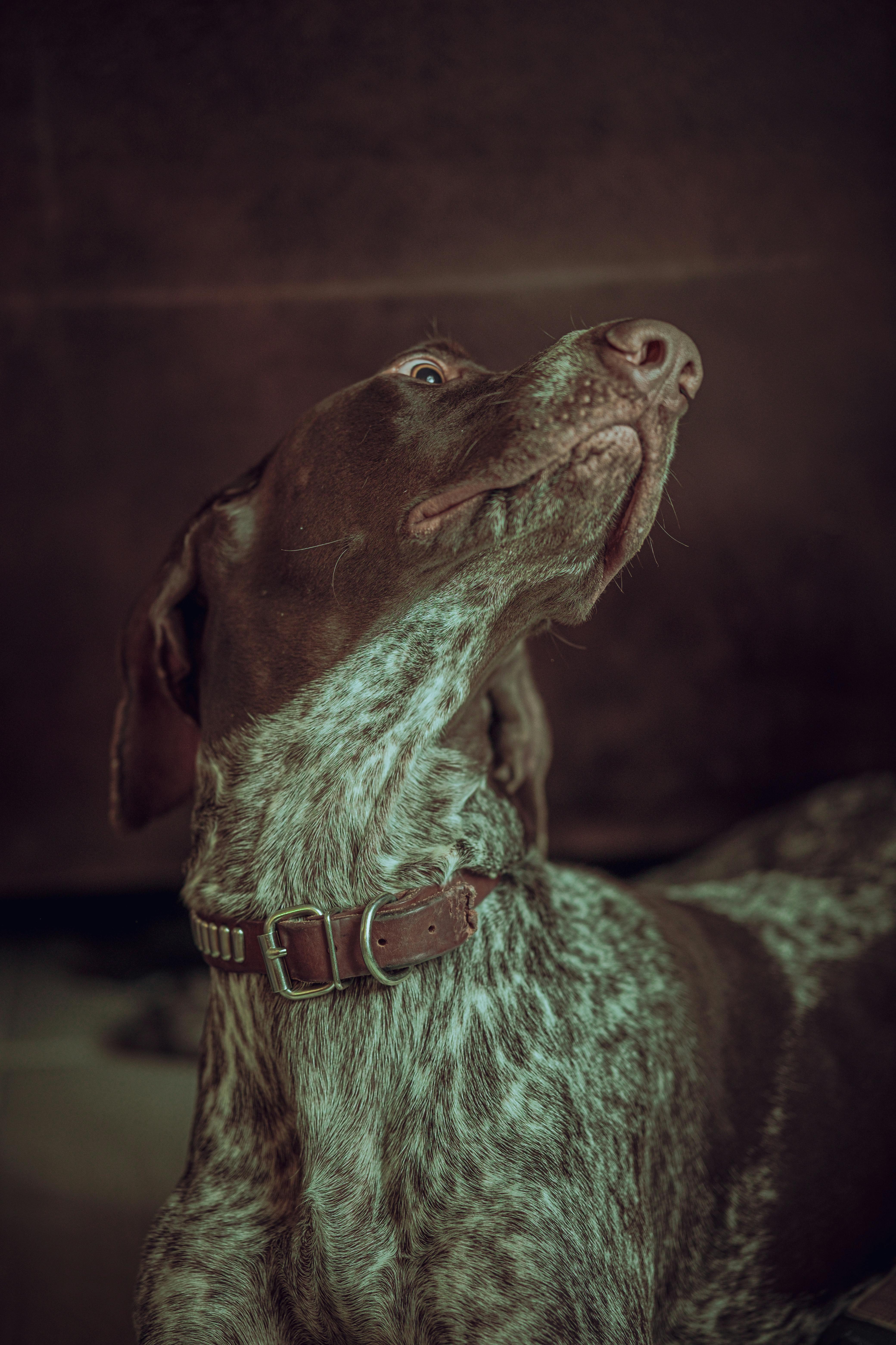 A dog looking up at the sky with his head down