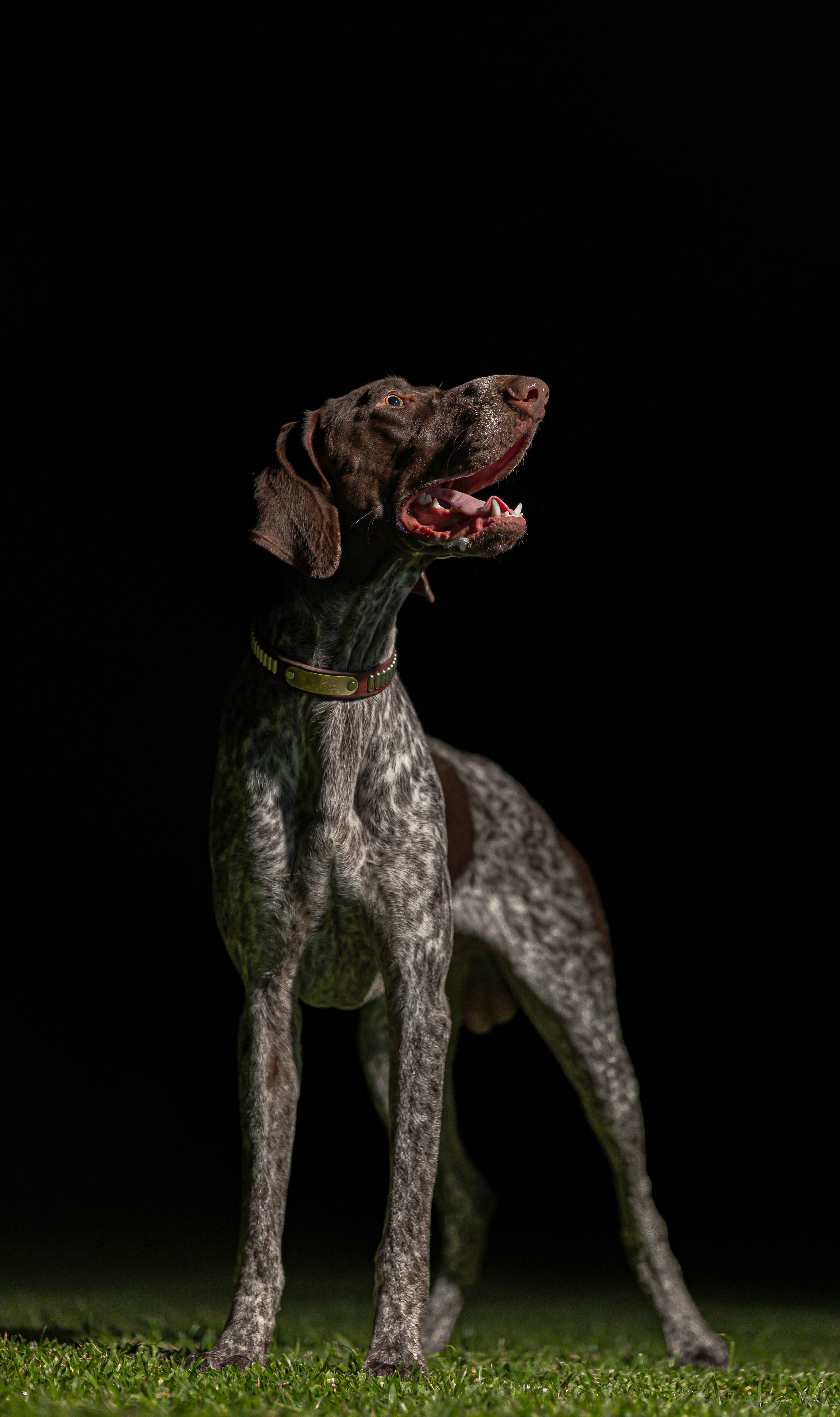 Photo of a Pointer Dog · Free Stock Photo