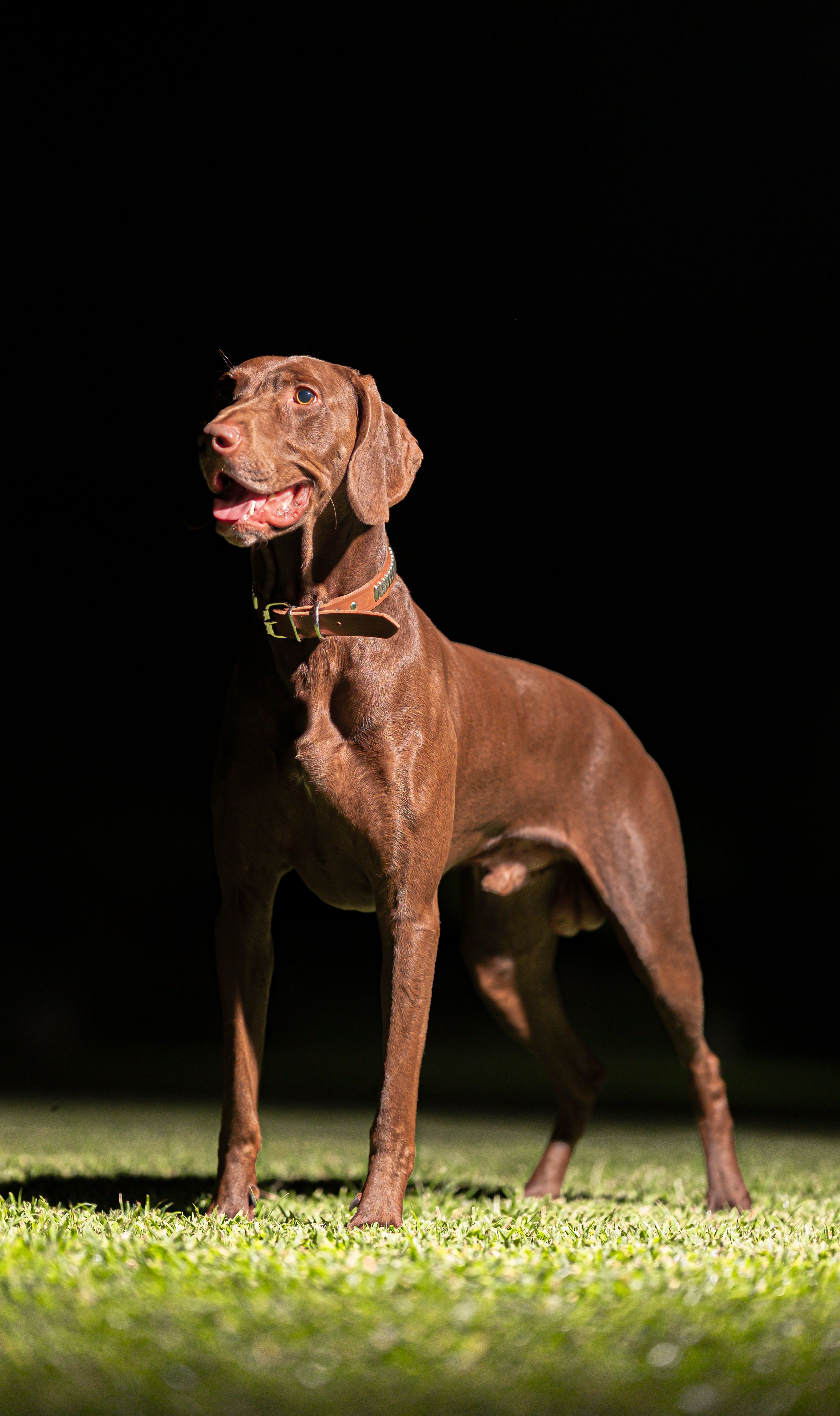 Fotomural Hermoso perro marrón de pie al aire libre por la noche, iluminado en un campo de hierba.