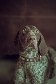 Close-up of a German Shorthaired Pointer dog sitting indoors with a leather collar.