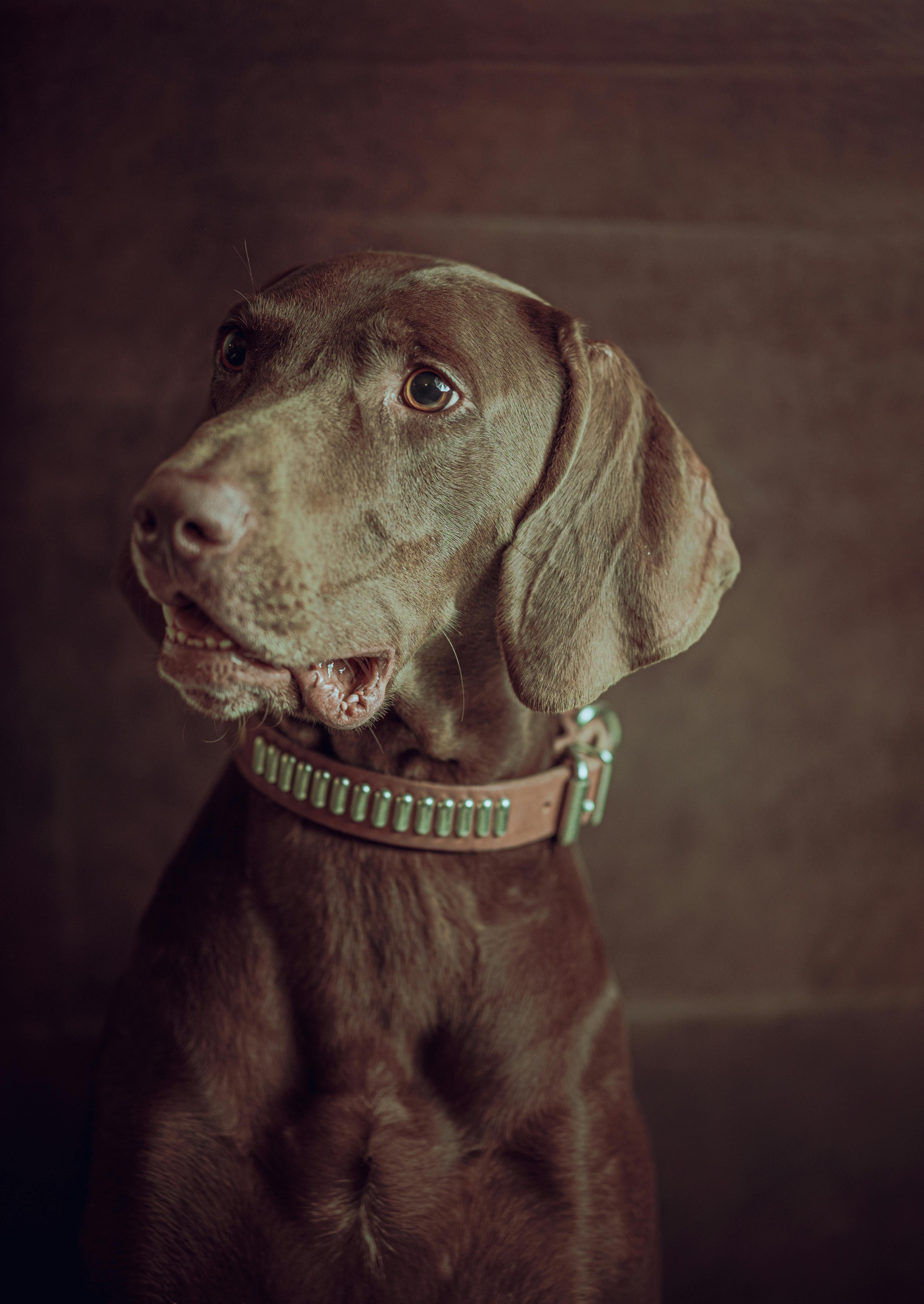 brown hunting dog