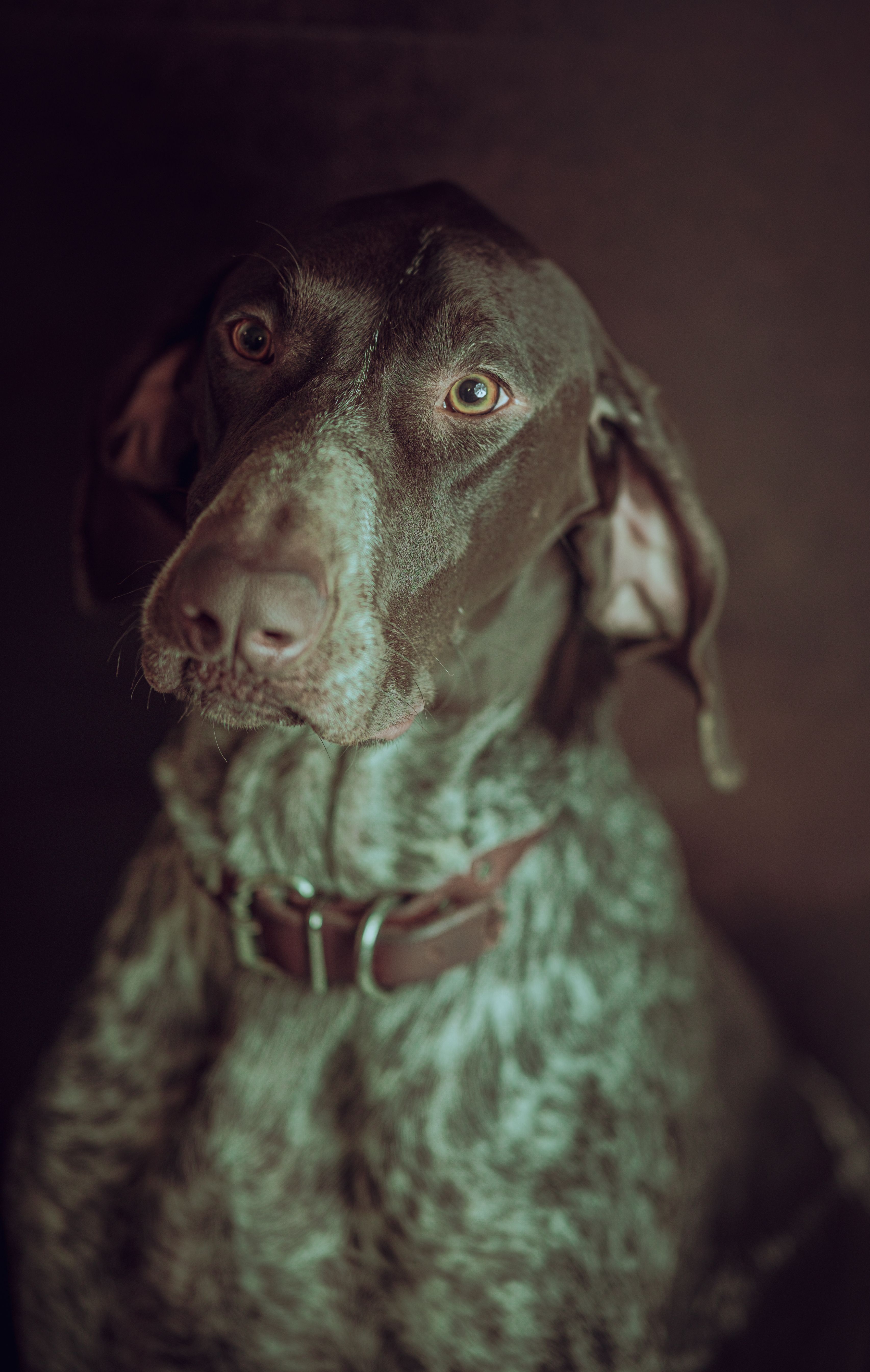Portrait of a Brown English Pointer · Free Stock Photo