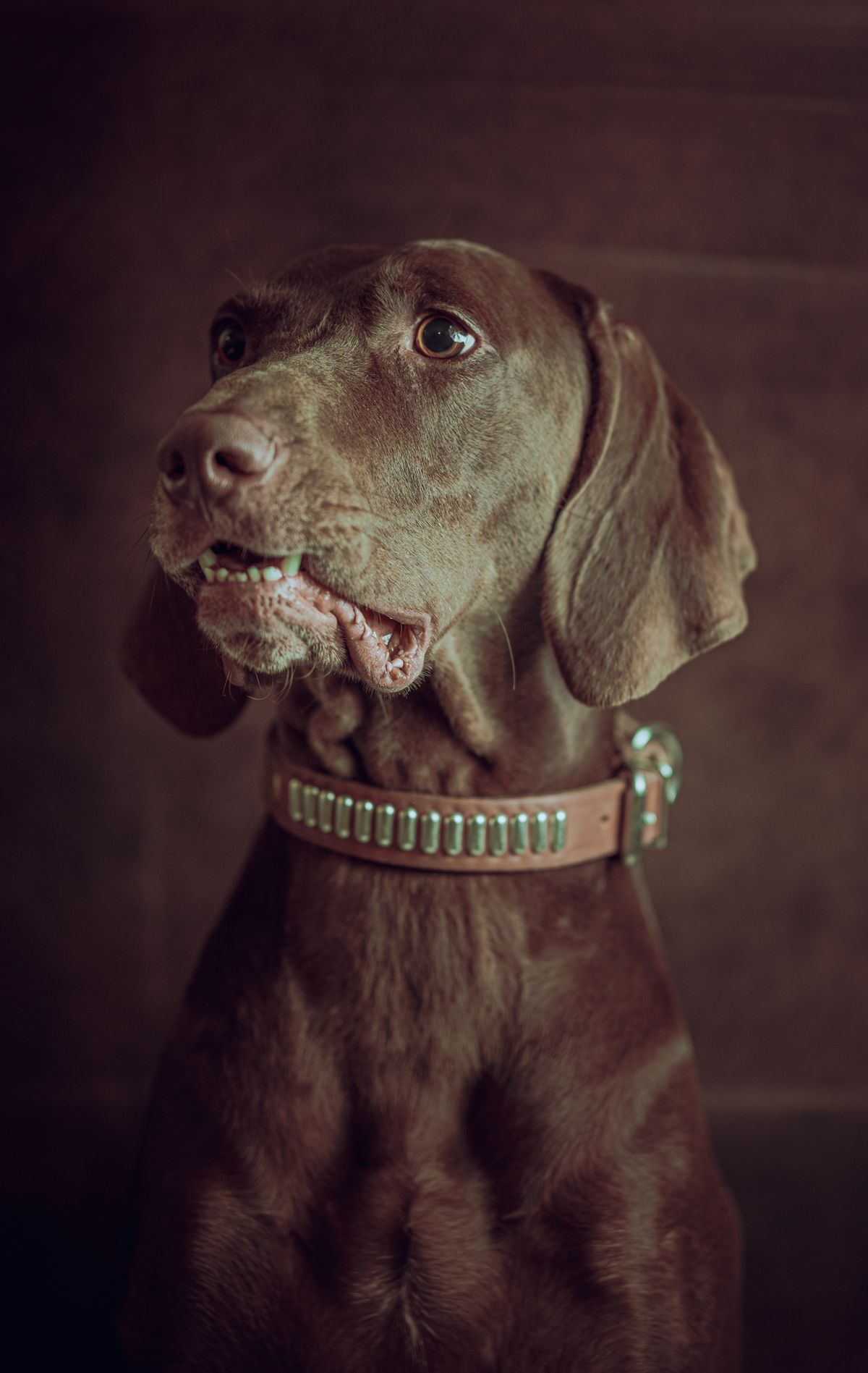 Dog wearing a collar relevant to Nuvopet smart collars and pet tracking products