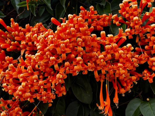 Fotobanka s bezplatnými fotkami na tému oranžové kvety