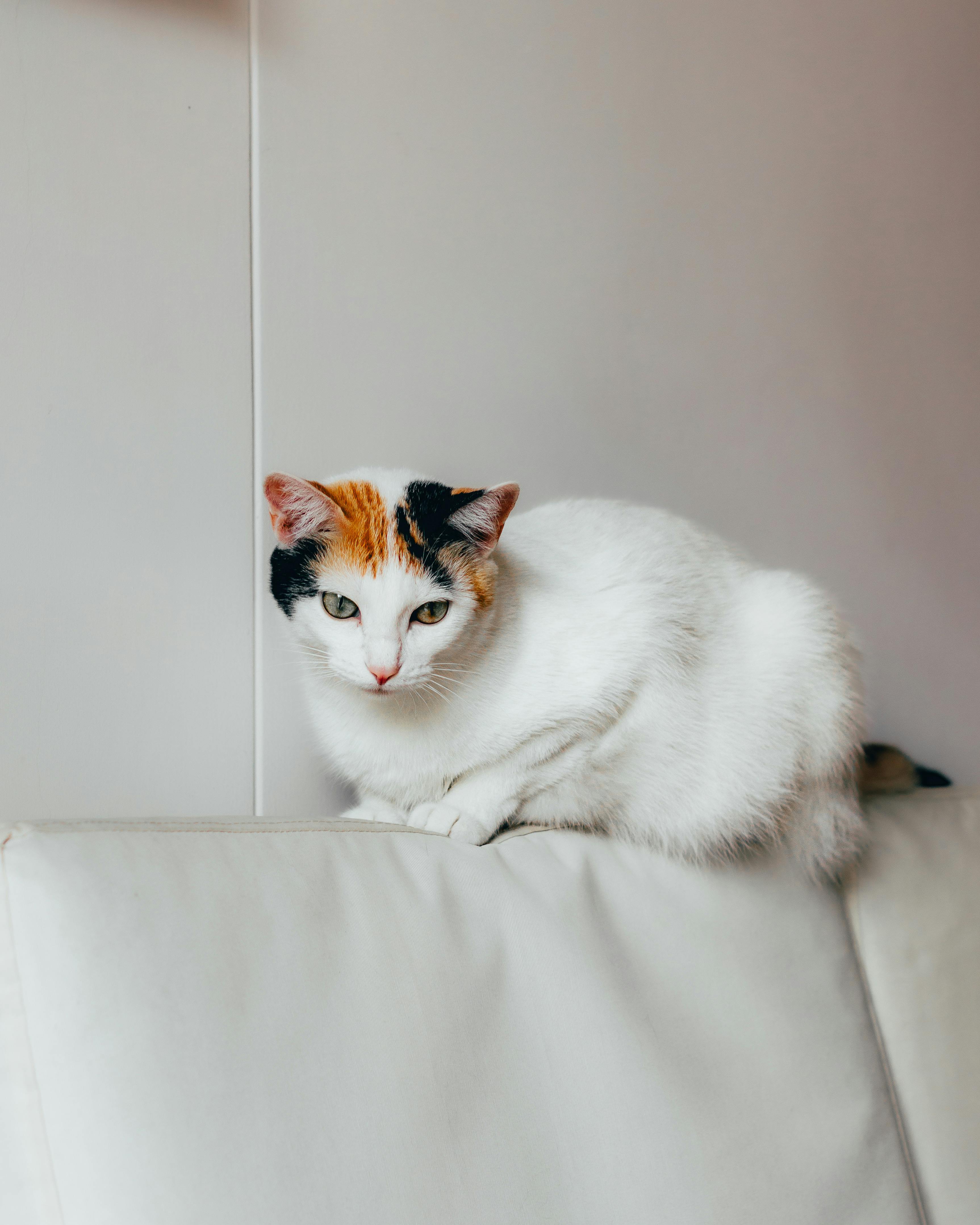 cat sitting under white wall