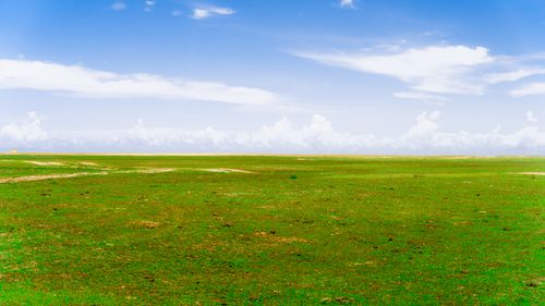 Free Vast green field stretching beneath a bright blue sky with light clouds. Perfect rural landscape. Stock Photo