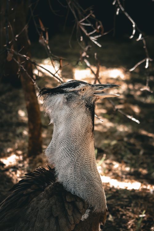 Free A striking close-up of a kori bustard (Ardeotis kori) showcasing its elegant profile in a natural setting. Stock Photo
