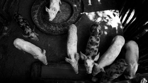 Free Aerial shot of pigs in a pen, showcasing rural farm life in black and white. Stock Photo
