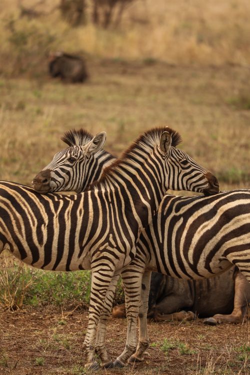Free A pair of zebras standing on a grassy savanna with wildebeest in the background. Stock Photo