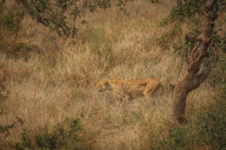 Lioness In Savannah