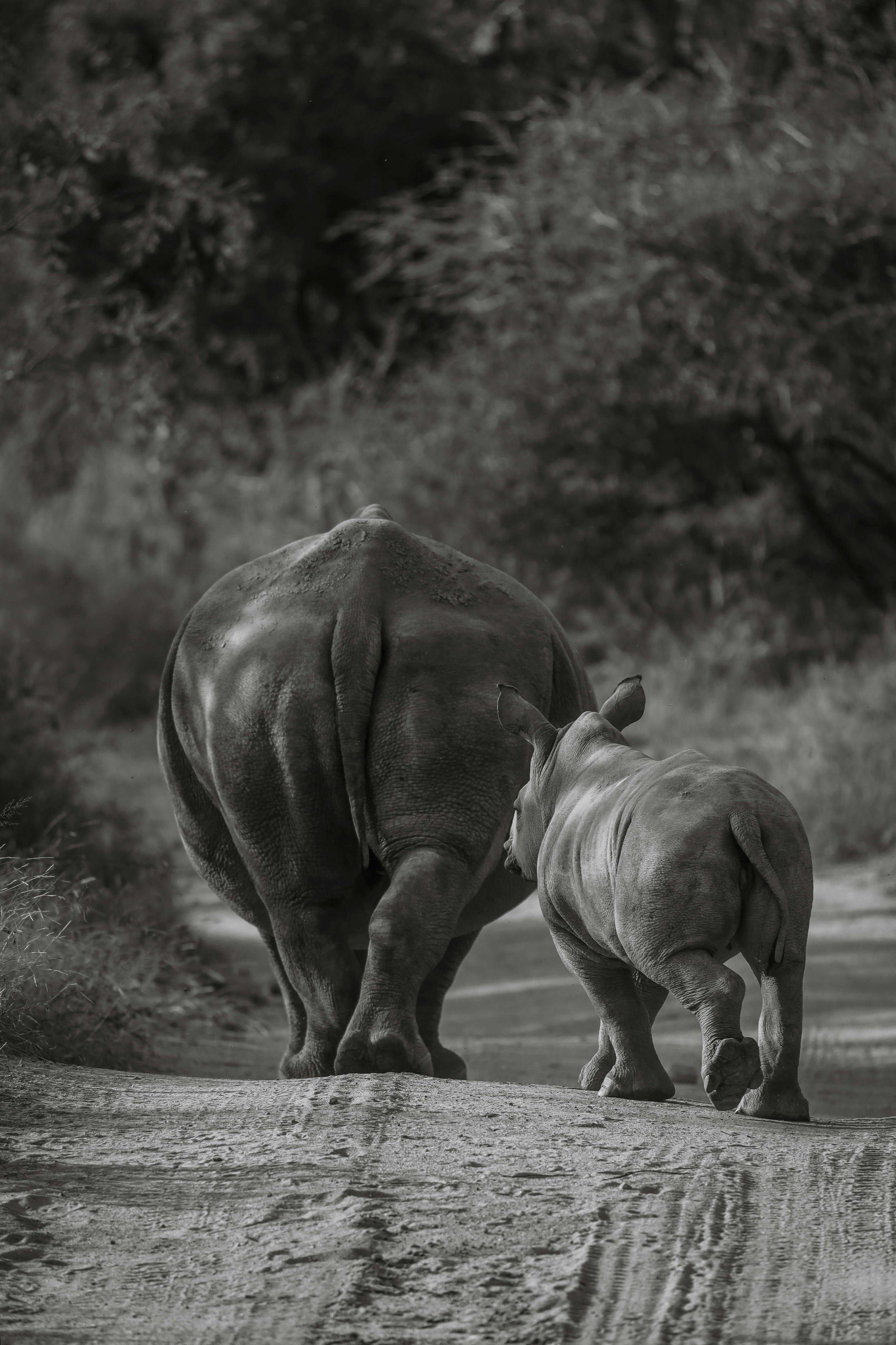 grátis Foto profissional grátis de África, África subsaariana, africano Foto profissional