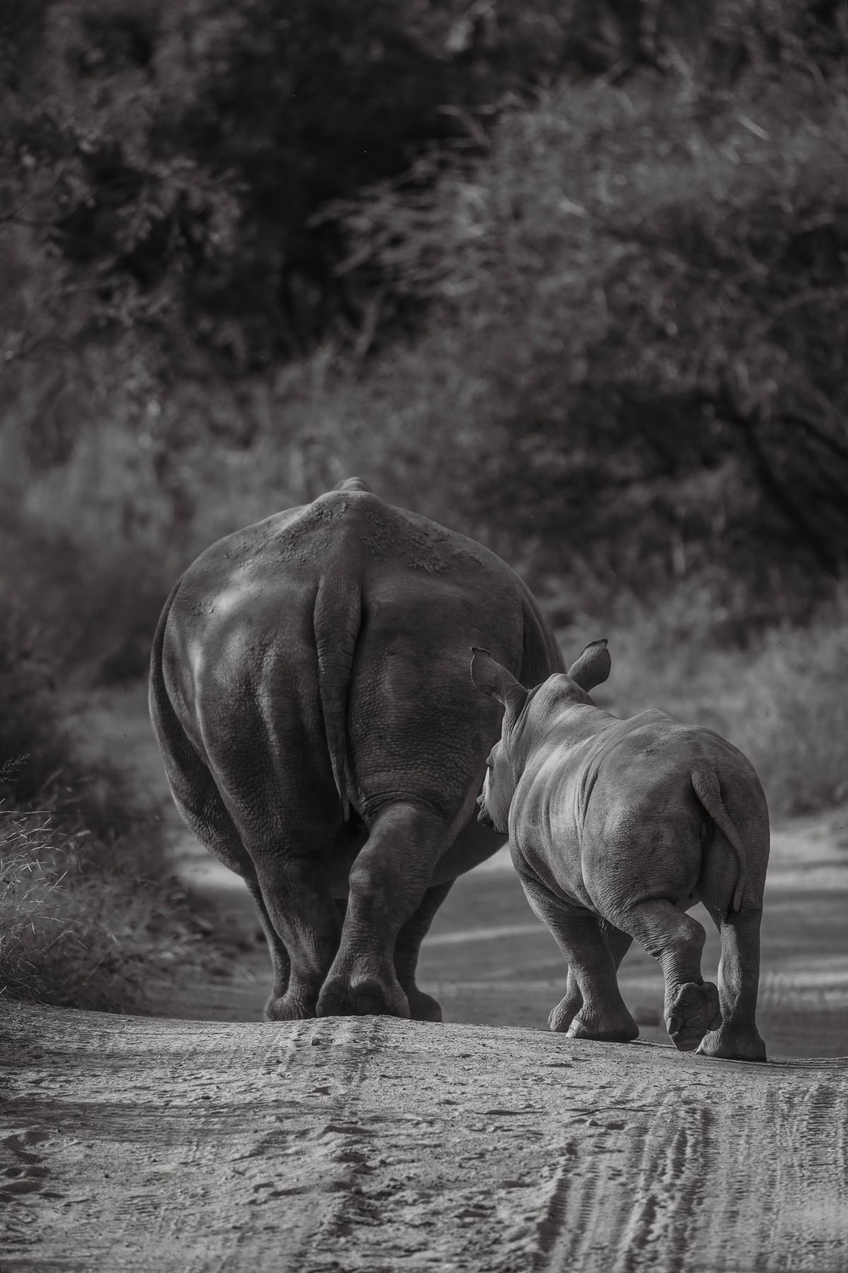 Rhino Photos, Download The BEST Free Rhino Stock Photos & HD Images
