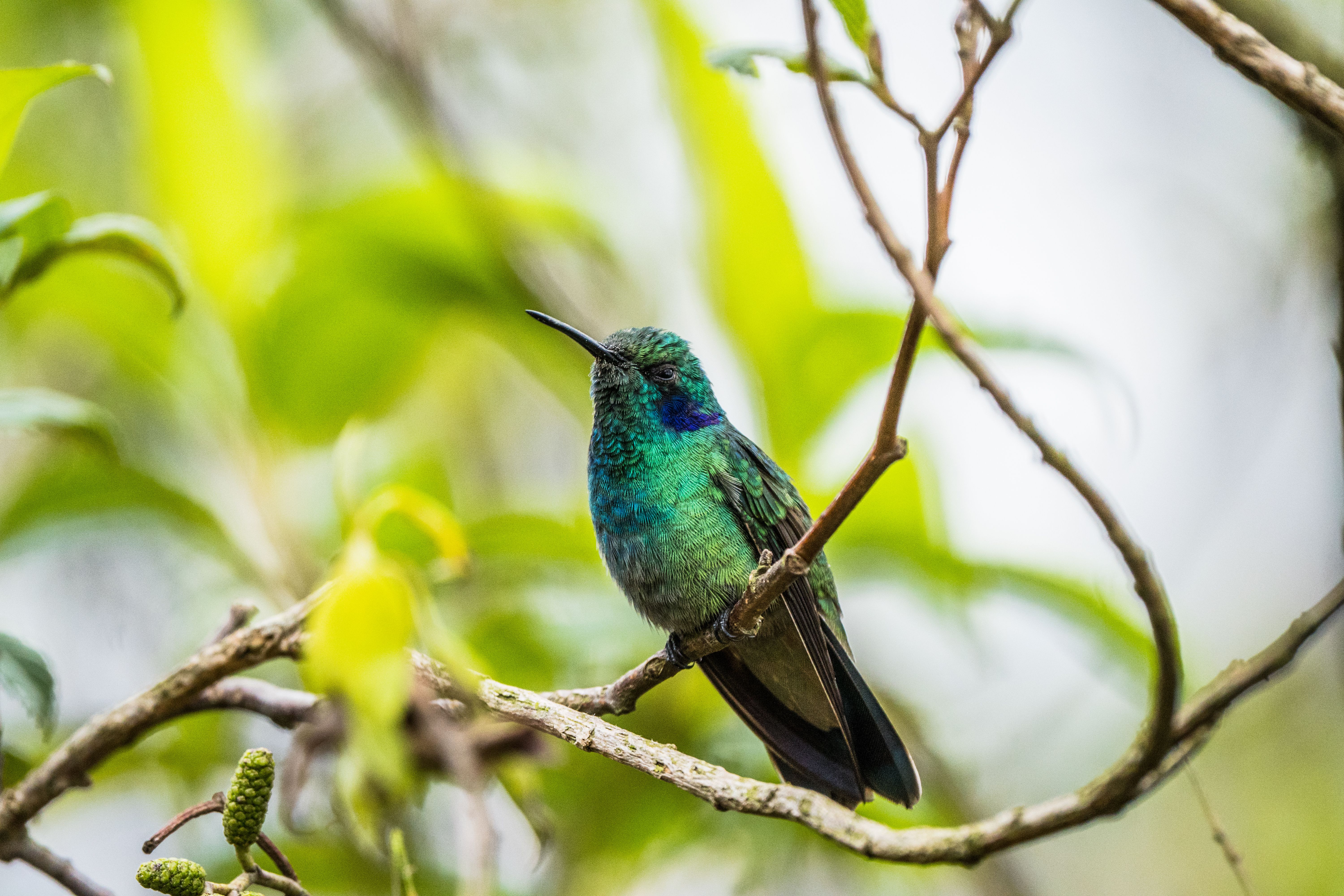 Top 15 especies endémicas únicas que habitan en Guatemala