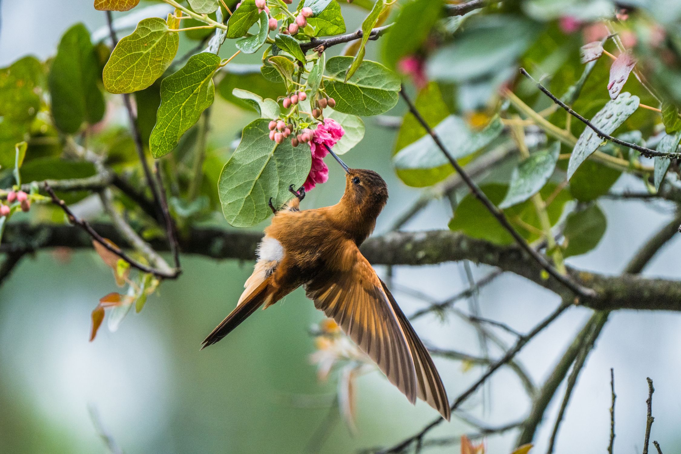 Paramuno Colibrí paramuno · Free Stock Photo