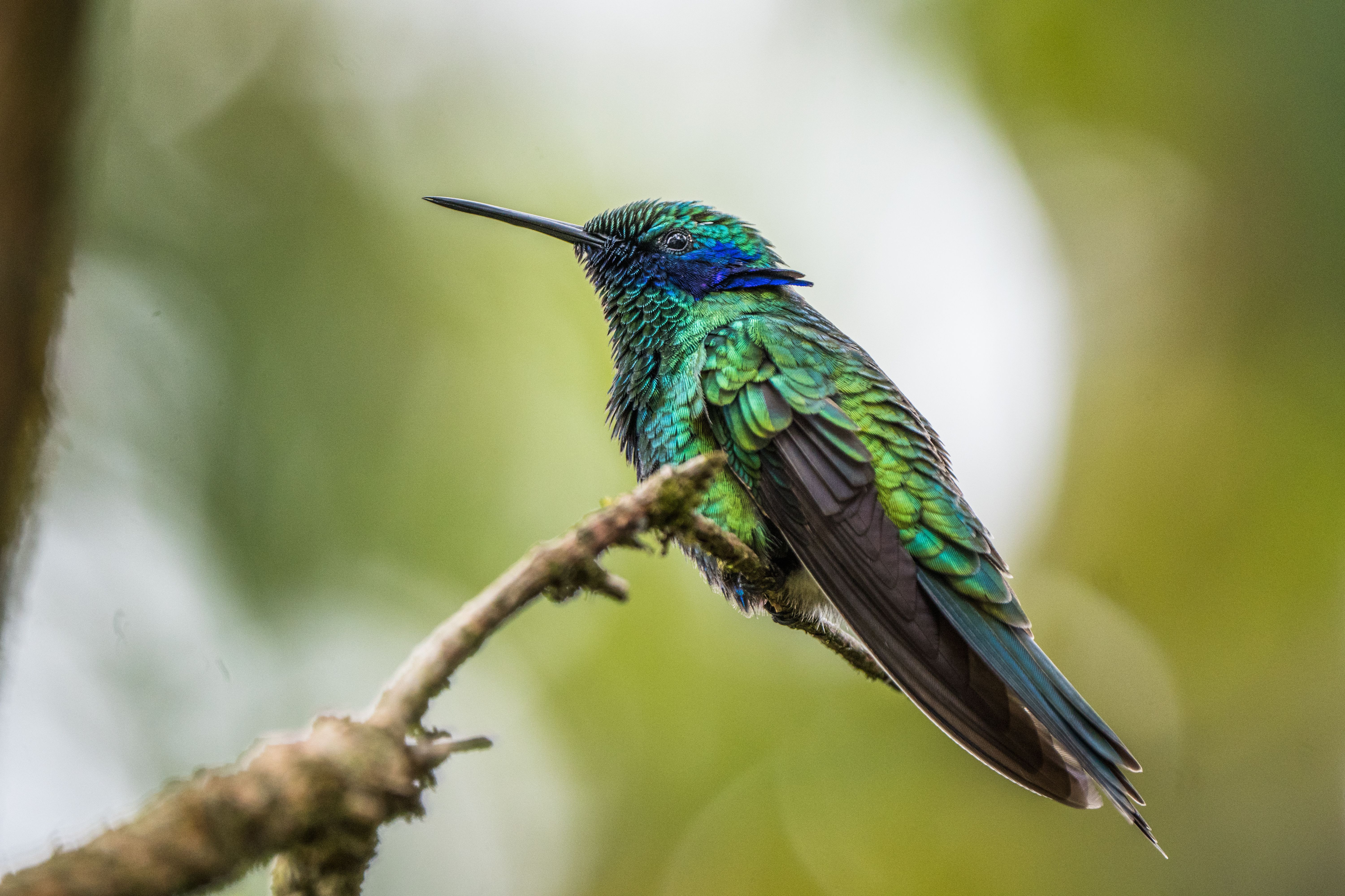 a sparkling violetear on a branch