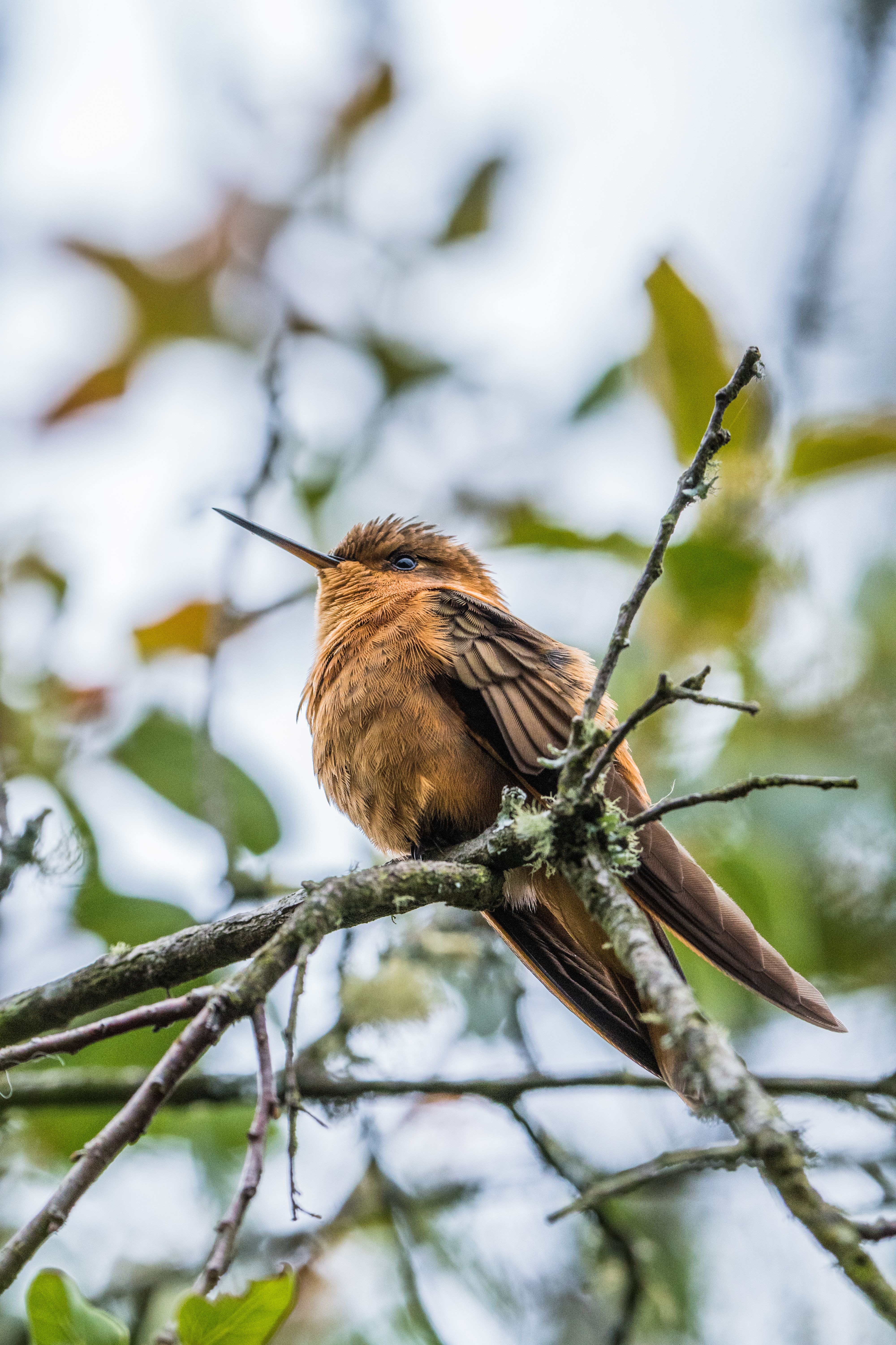 Shining Sunbeam Bird · Free Stock Photo