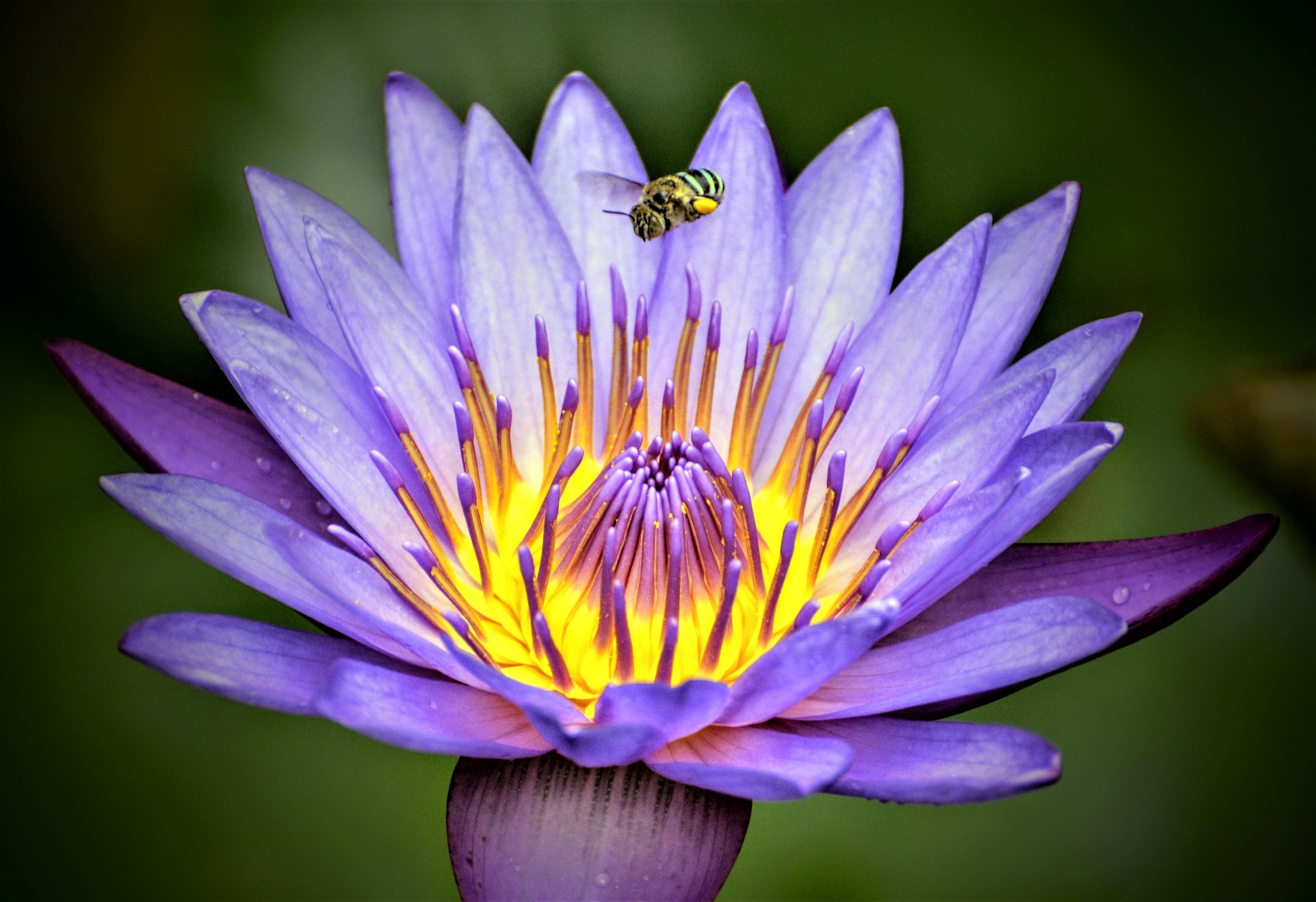 Bee Flying over Purple Lotus · Free Stock Photo