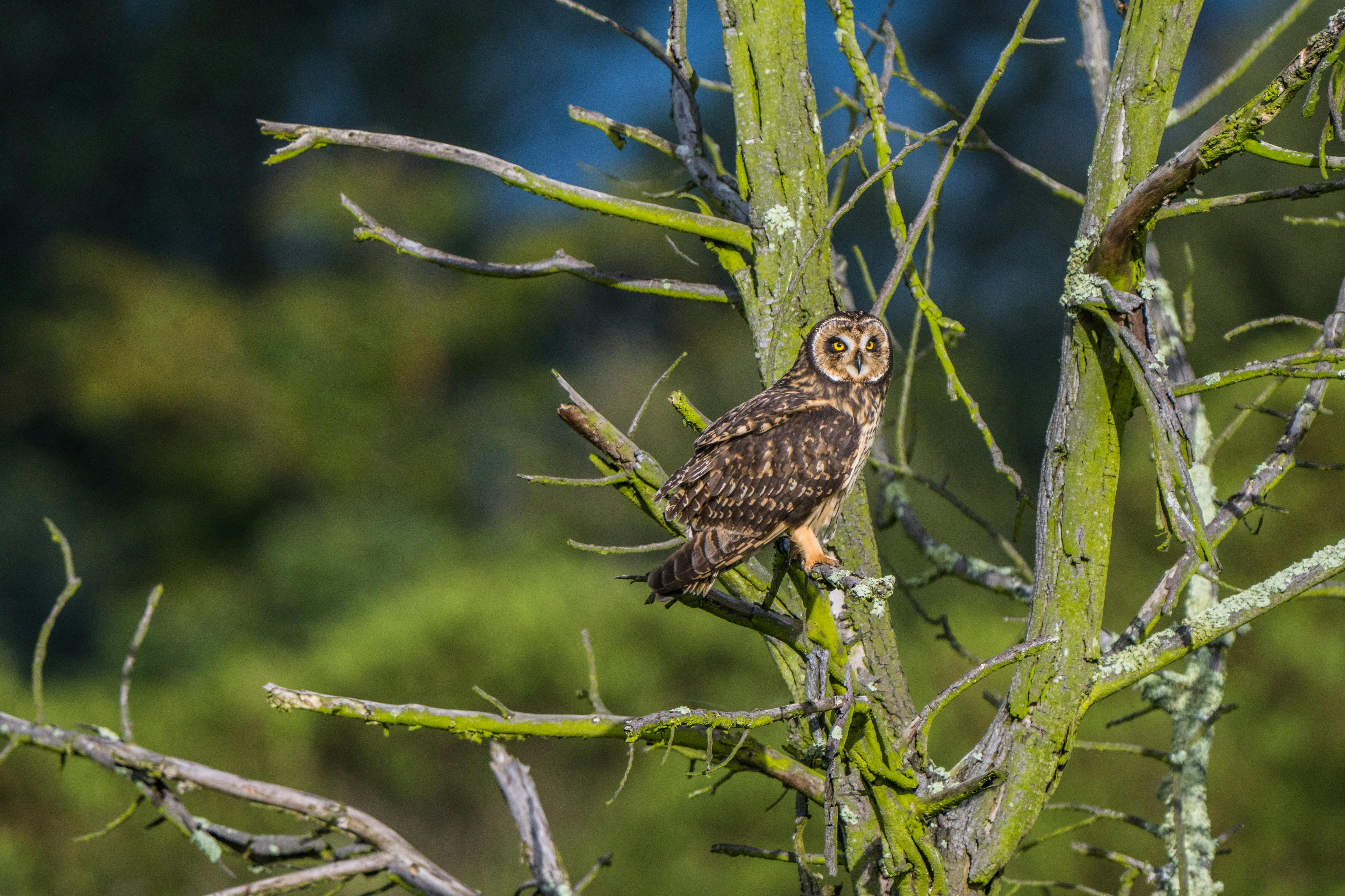 A short-eared owl perches on a tree branch in Cajicá, Cundinamarca, capturing the essence of Colombian wildlife.