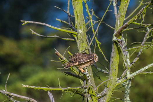 Short-Eared Owl resting on a lichen-covered tree in Cajicá, Colombia, showcasing vibrant wildlife.