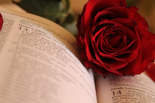 Free stock photo of love, romantic, petals, flower