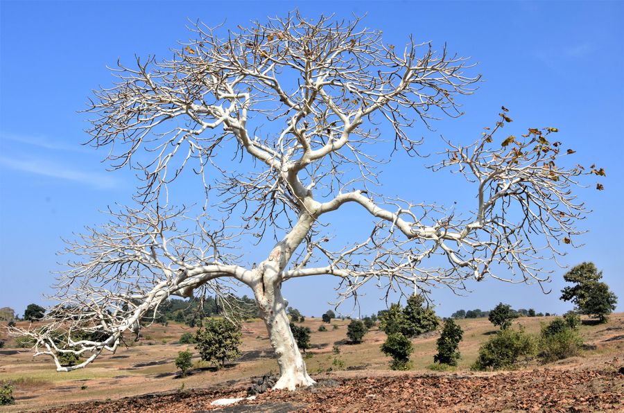 Pachmarhi photo 5