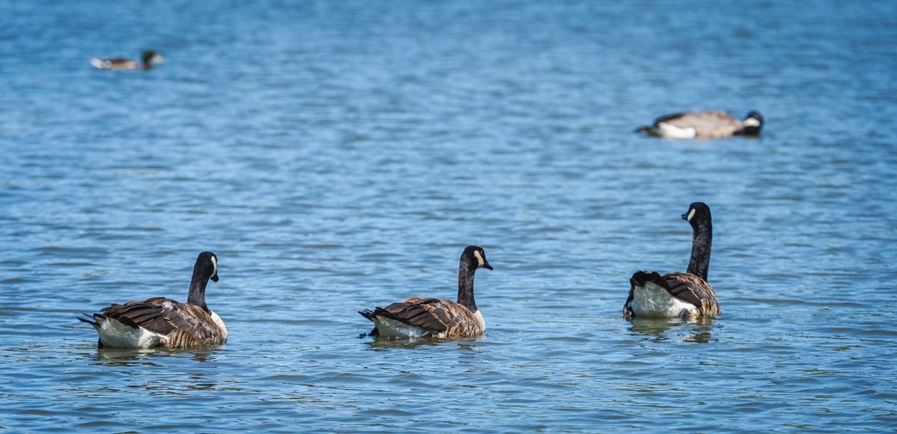 Geese In Water Geese swimming in the water · Free Stock Photo