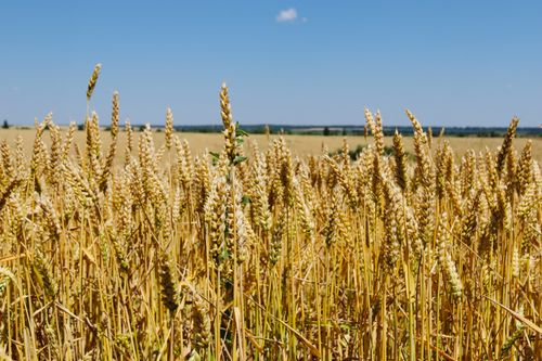 Free Lush wheat field stretching far under a clear blue summer sky. Perfect for agricultural themes. Stock Photo