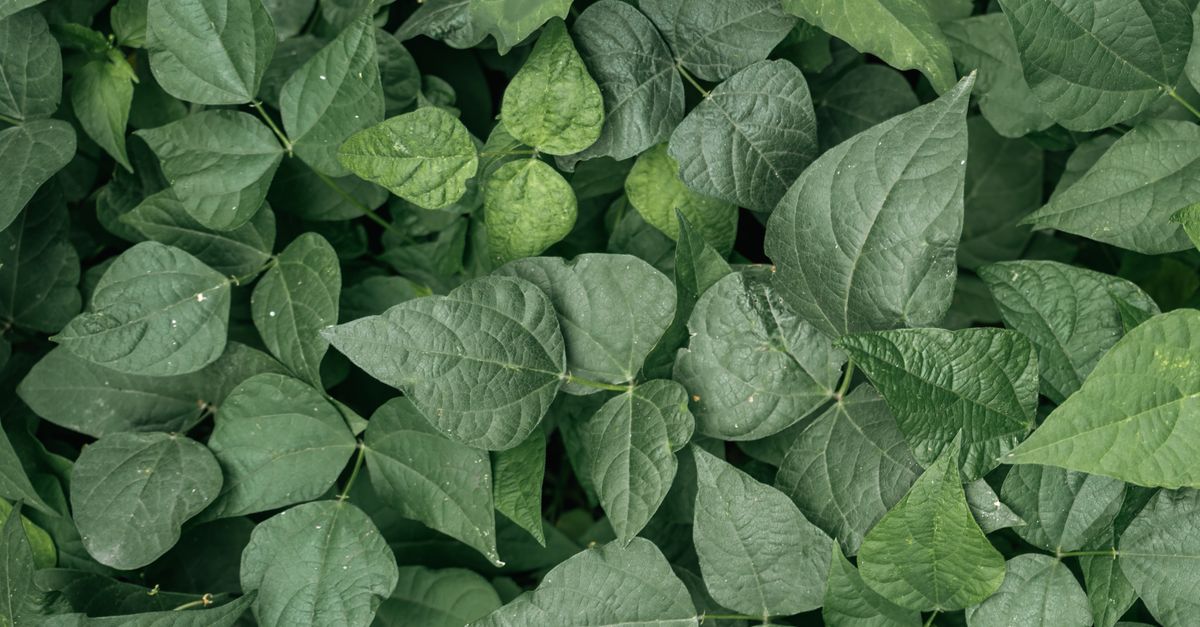 Quand semer les haricots verts ?