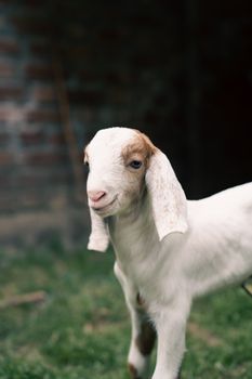 A young goat standing in a grassy rural area in Srinagar. Perfect for rural, farm, or animal-themed content. - Fotografer Sidoarjo