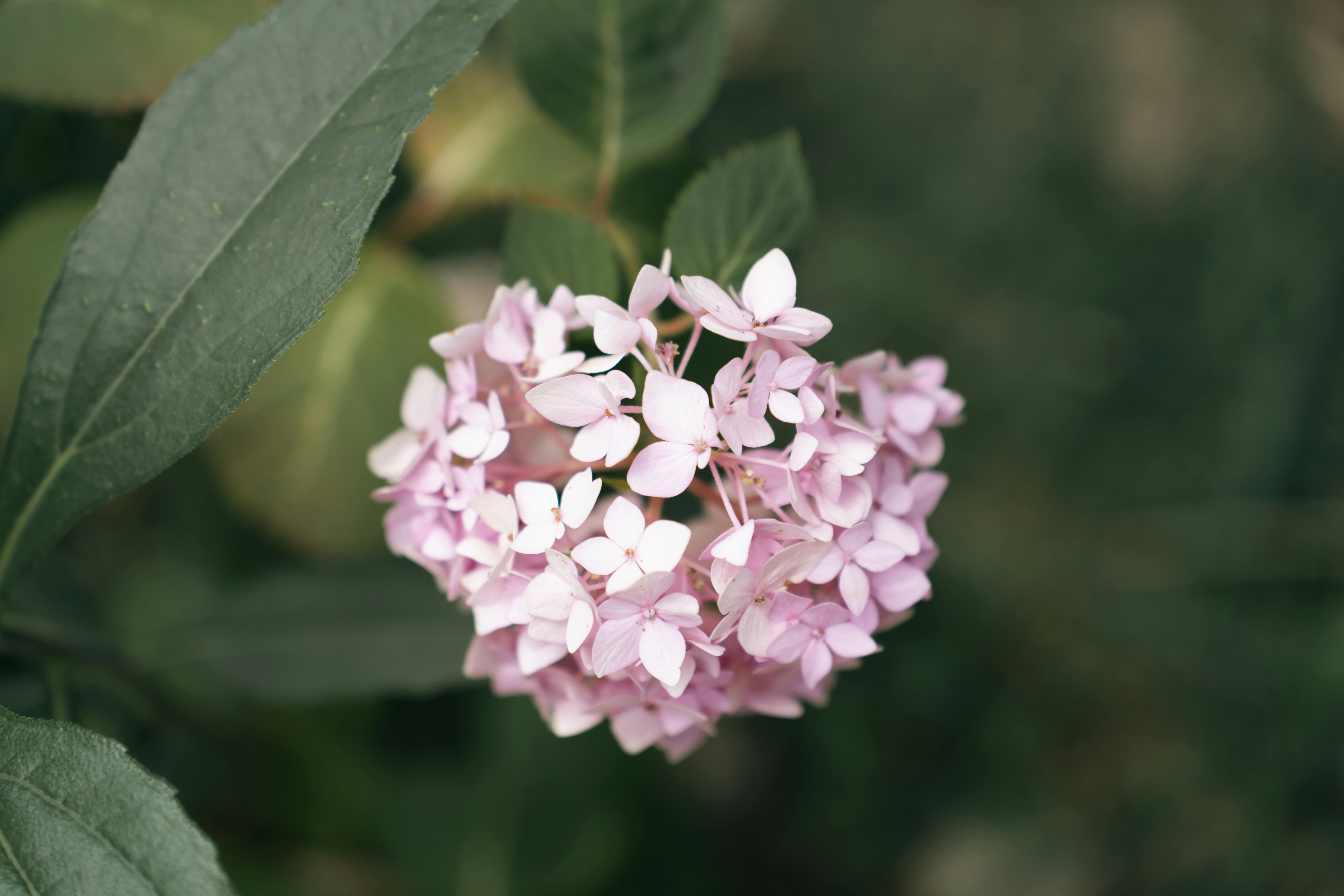 pink flowers
