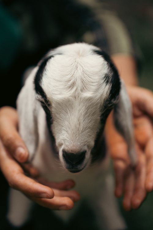 Free A heartwarming close-up of a baby goat held gently, showcasing delicate features. Stock Photo
