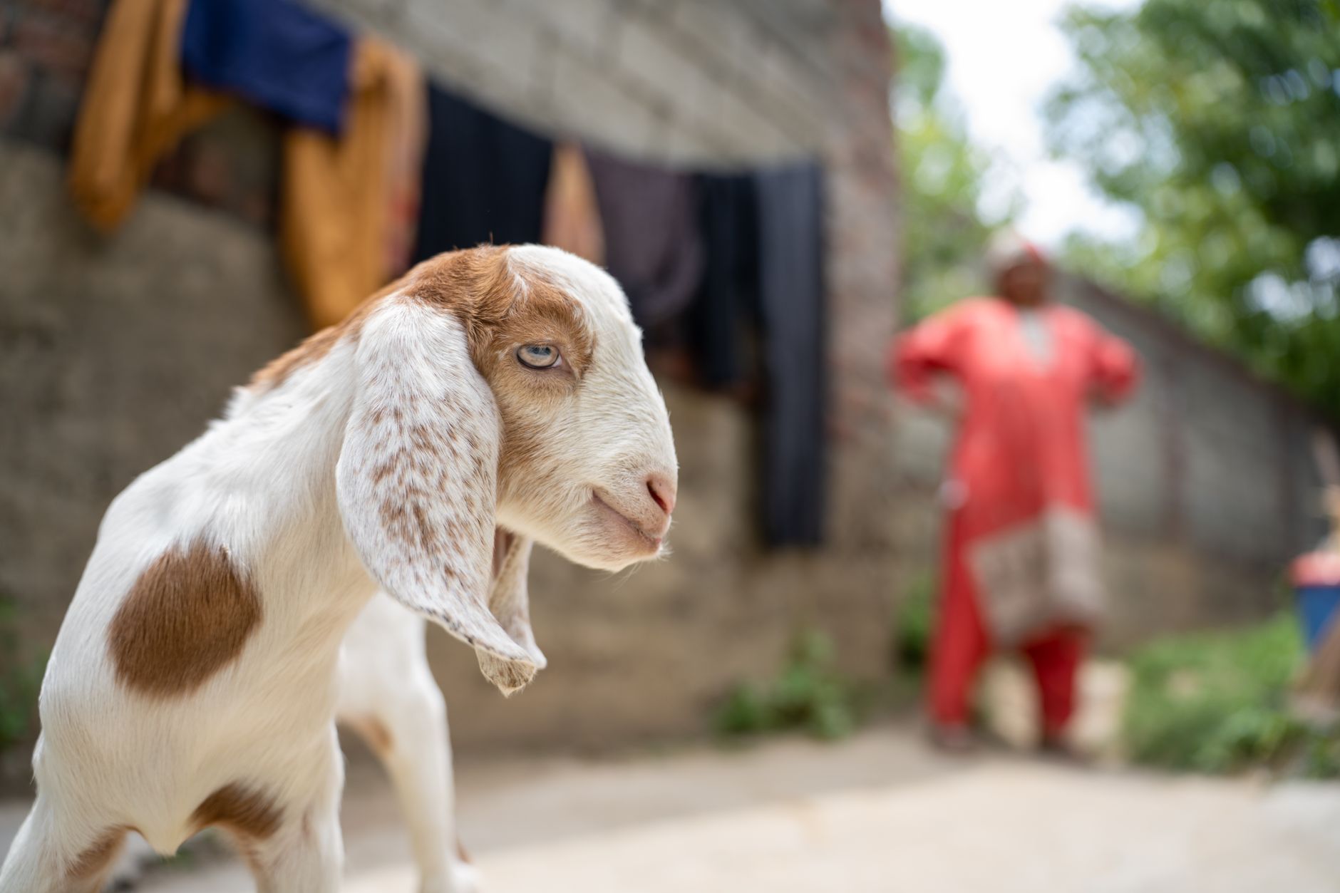 Veterinarian examining a goat during a checkup