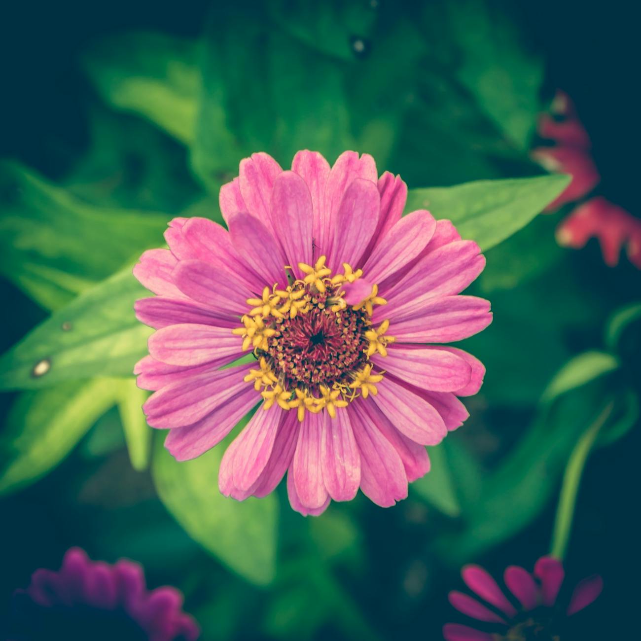 Zinnia | 63 Amazing Pest And Insect Repellent For Plants You Should Know