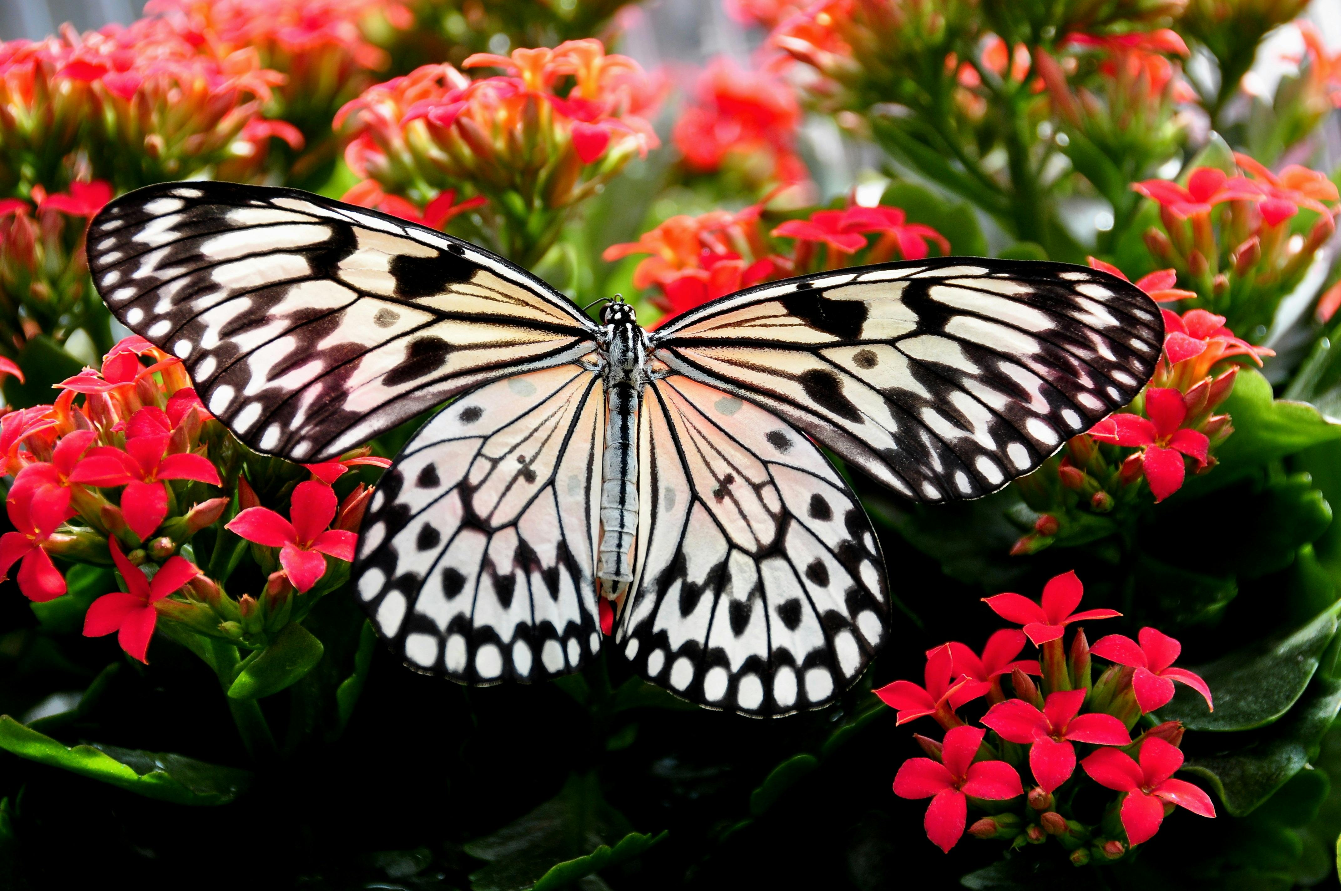 300+ Beautiful Butterfly Pictures · Pexels · Free Stock Photos