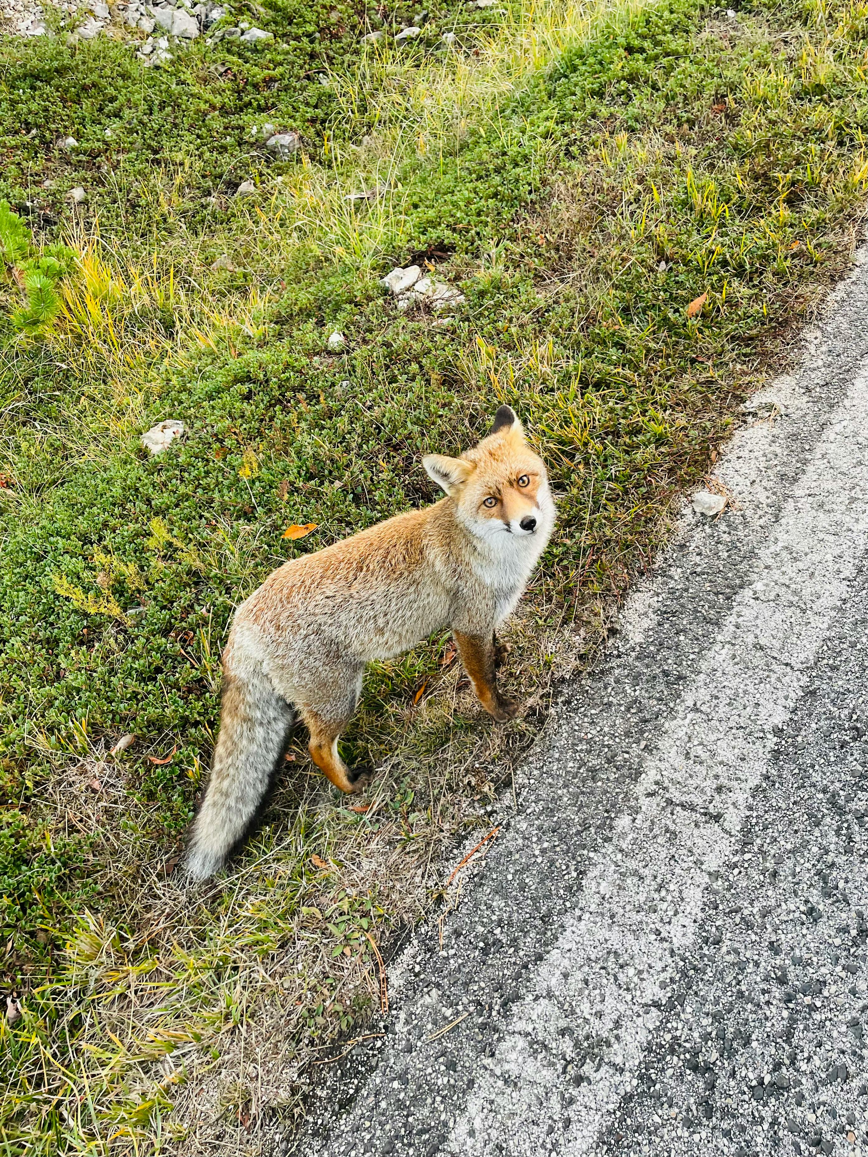 A curious fox stands beside a grassy road in the Abruzzo region of Italy, showcasing the wild beauty of nature.