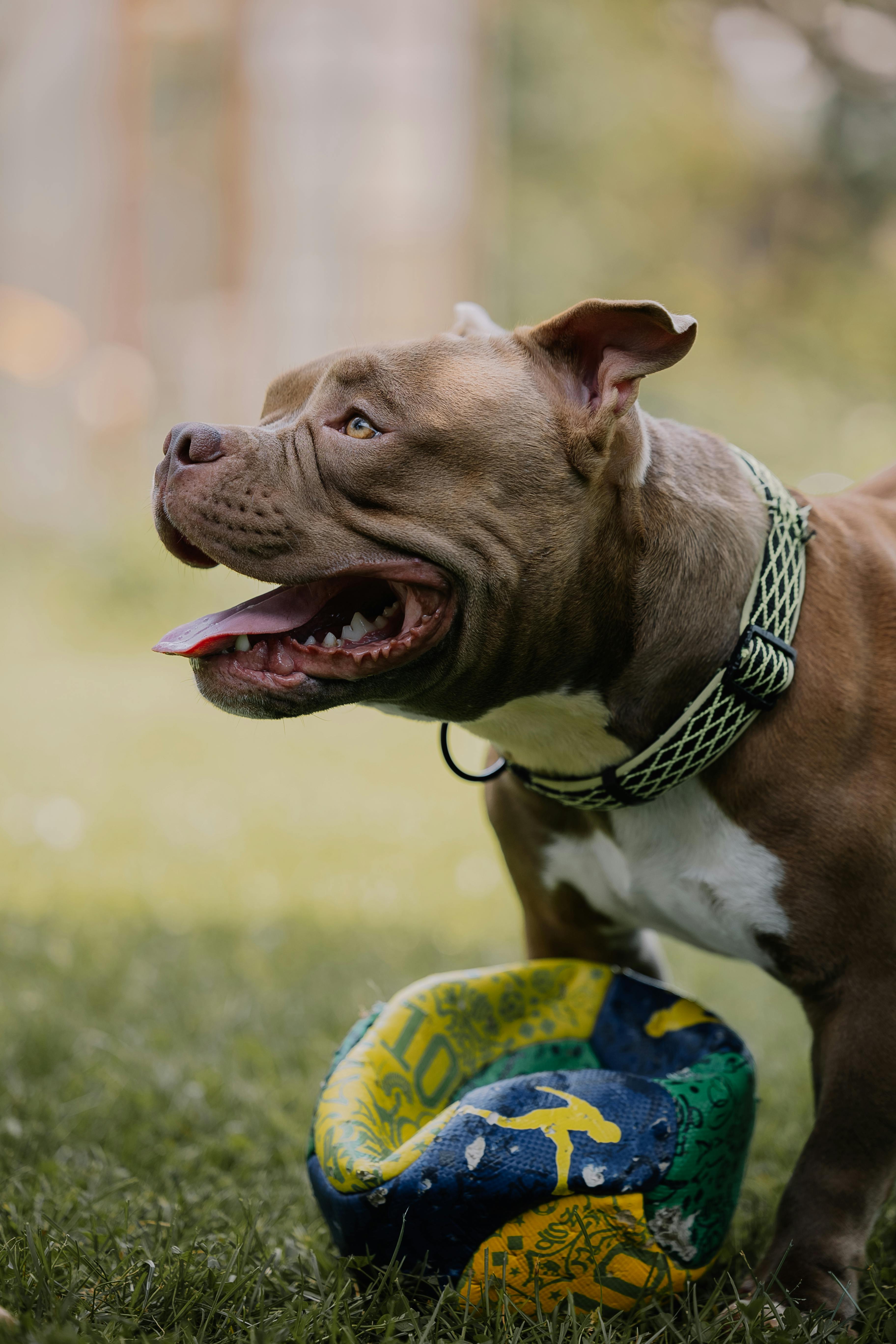 Uncovering the Cultural Influences in Animated Themes