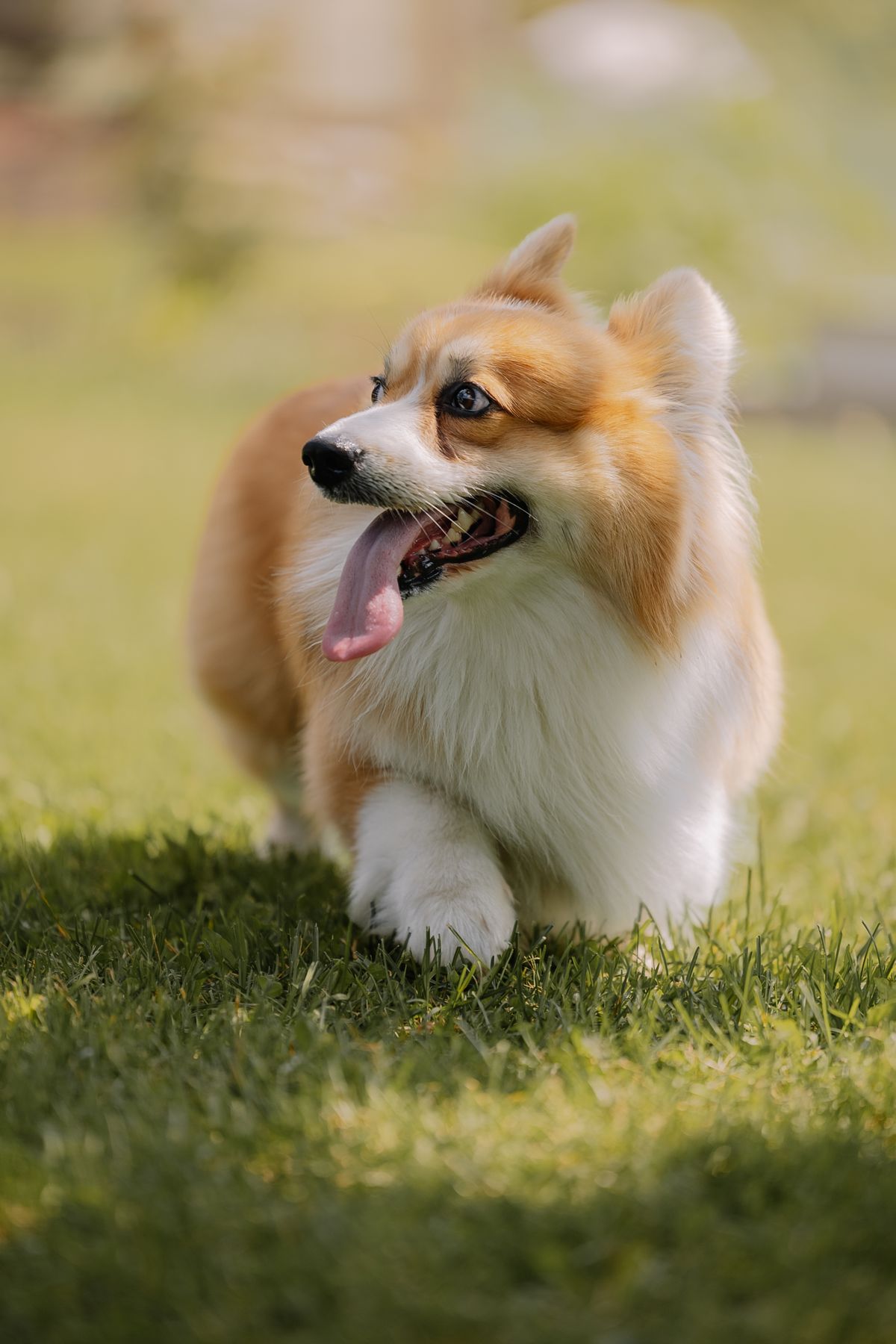 A corgi racing across the grass with its tongue out