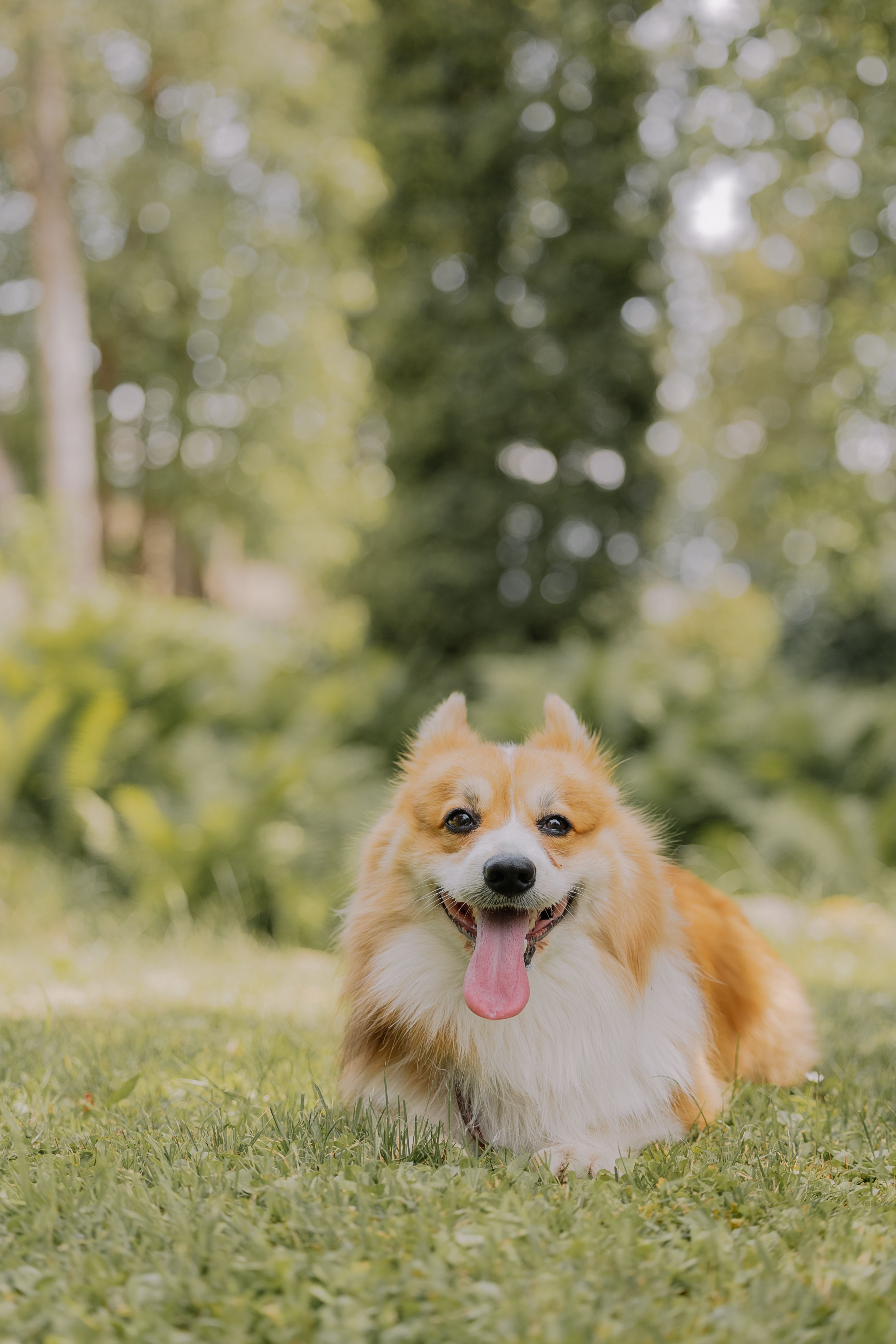A dog is laying in the grass with its tongue out · Free Stock Photo