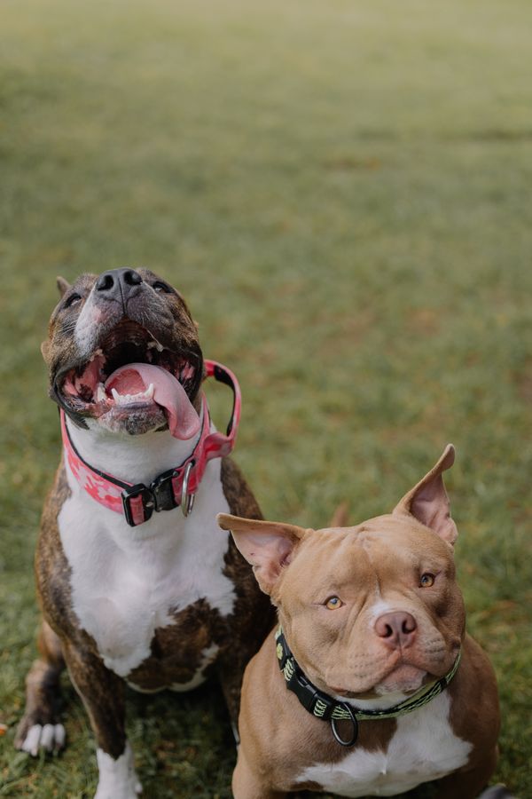 Two dogs running together across a grass field