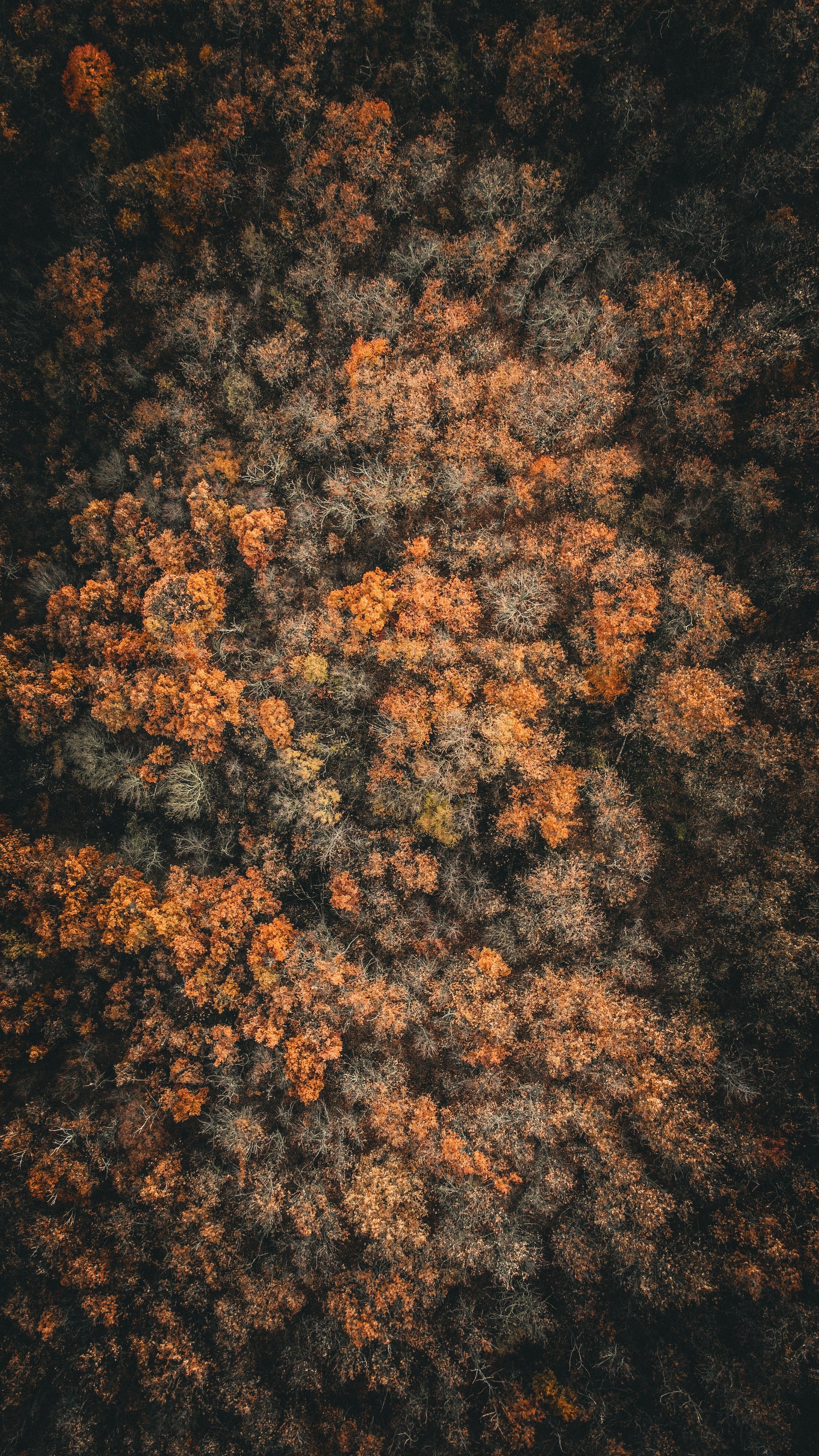 Fotomural Toma aérea que captura un vibrante bosque otoñal desde arriba, mostrando el follaje de caída.