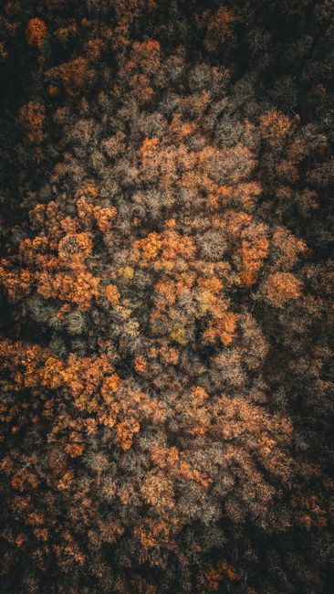 Fotomural Toma aérea que captura un vibrante bosque otoñal desde arriba, mostrando el follaje de caída.