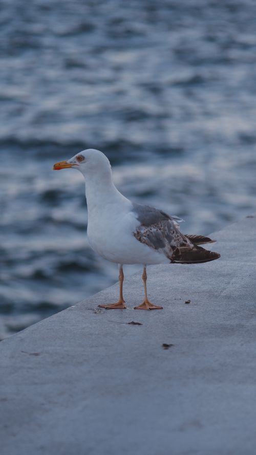 Free A seagull standing on a concrete shore with a wavy ocean background. Stock Photo