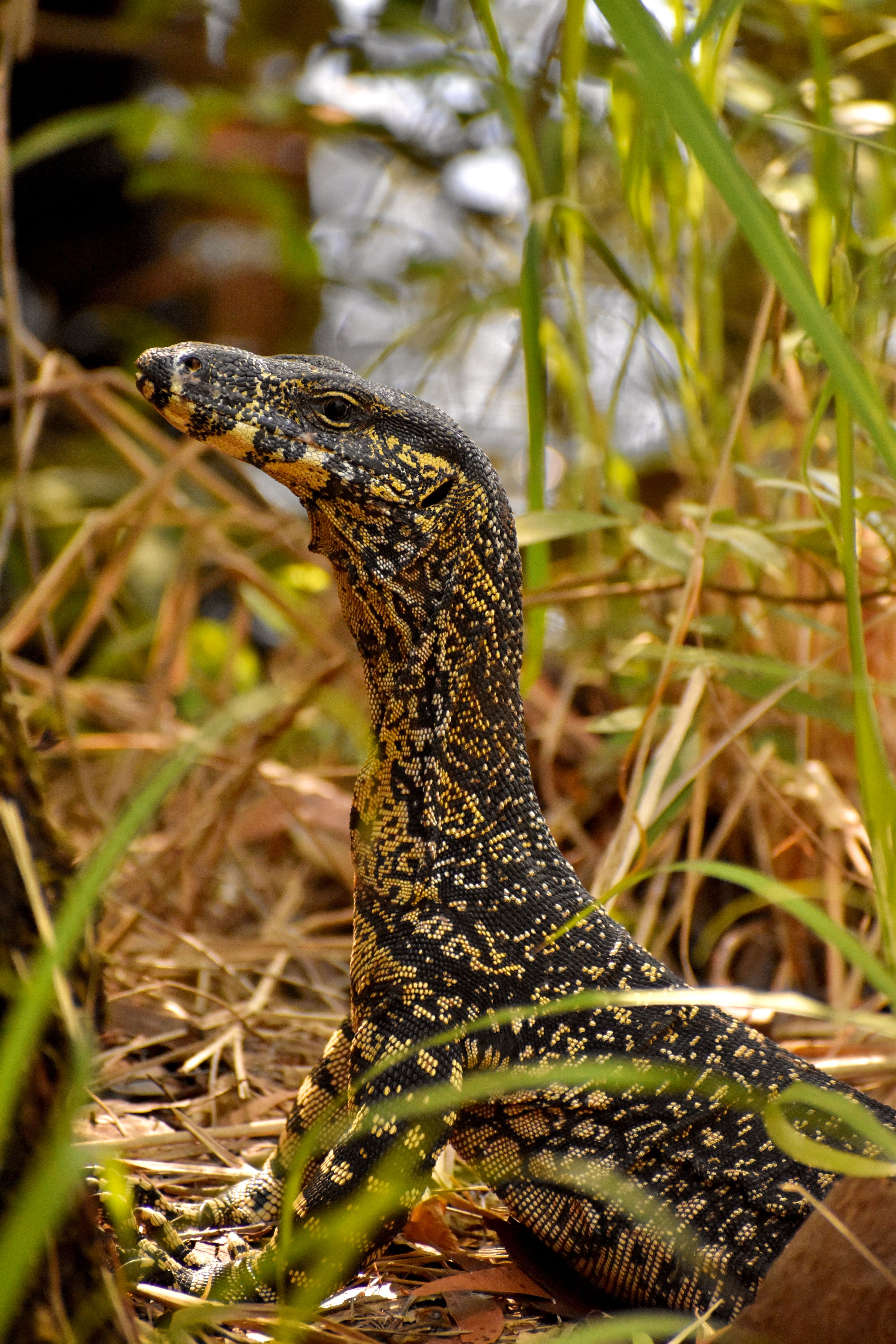 A monitor lizard in the grass with its head down · Free Stock Photo