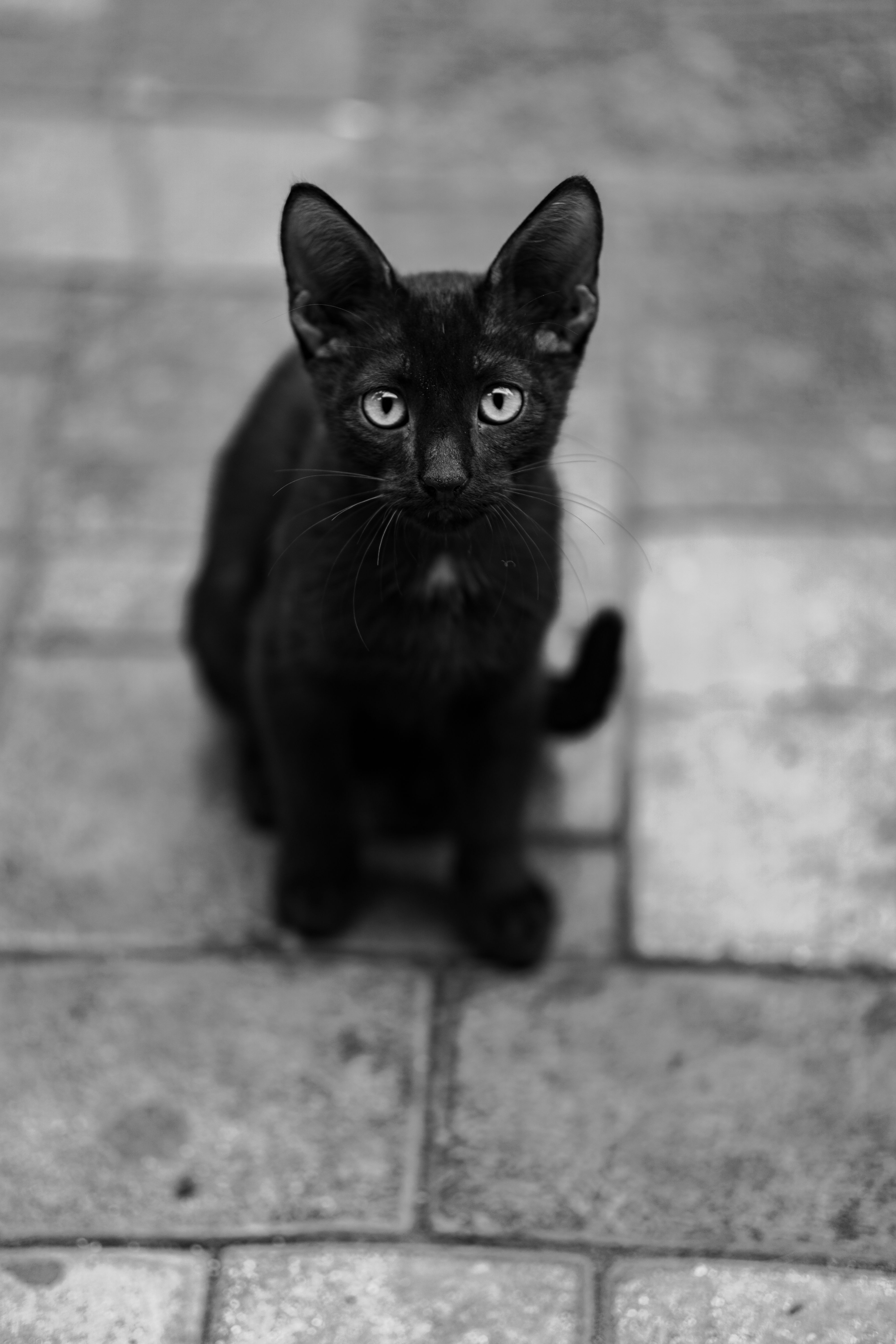 A Black Kitten Sitting on the Pavement · Free Stock Photo