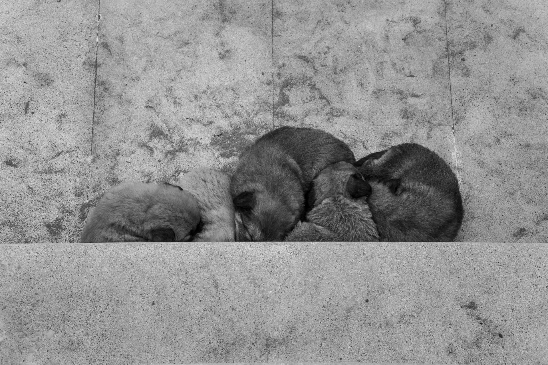 Puppies Lying Together on the Floor