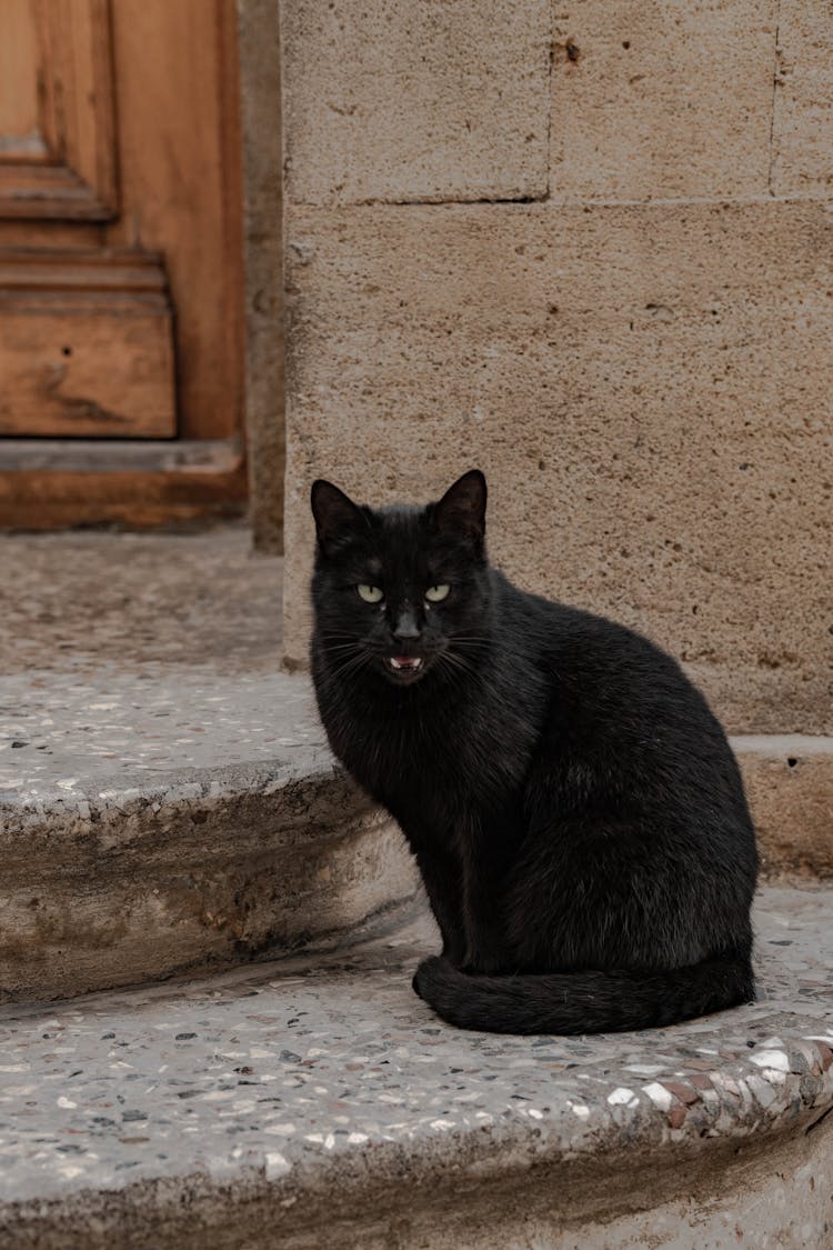 Black Cat On A Street 