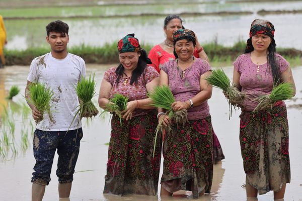 Farmers planting rice in a paddy field