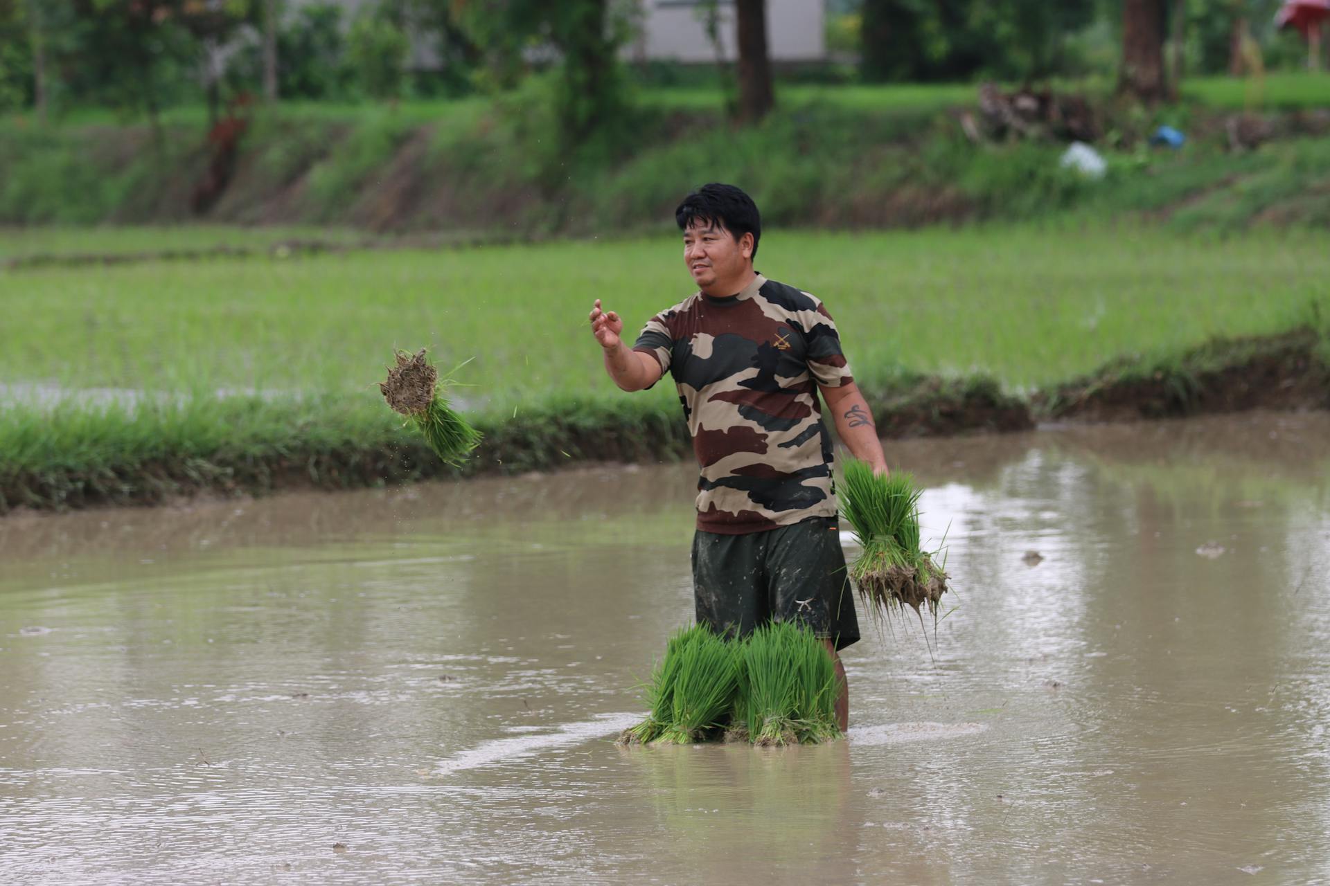 A man is standing in a flooded field with rice